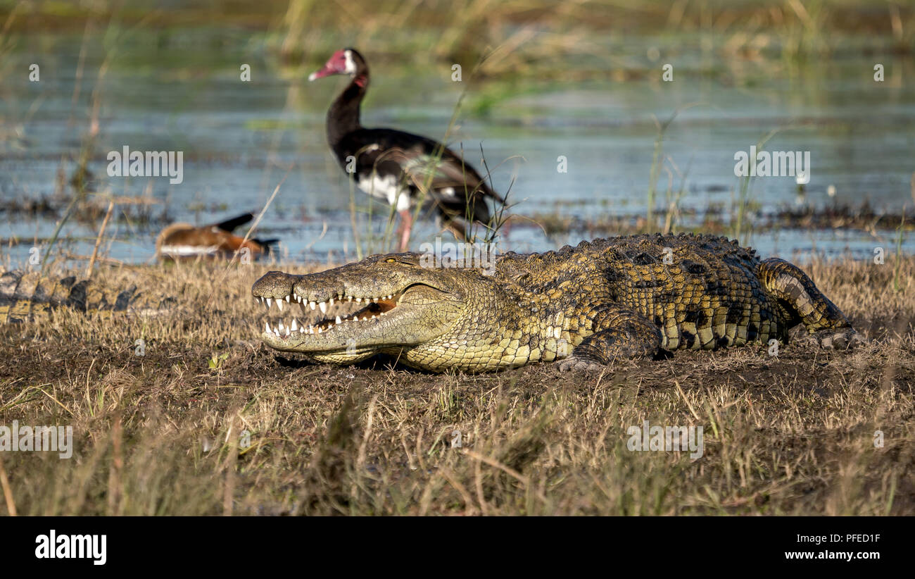 Un grand crocodile du Nil se chauffer au soleil sur les rives du Parc Chobe en Afrique. Banque D'Images