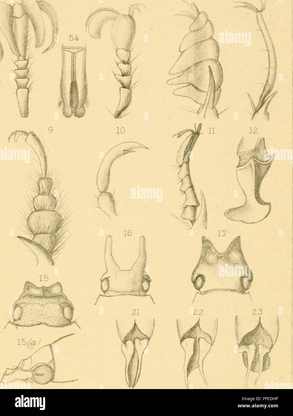 . Catalogue descriptif des coléoptères d'Afrique du Sud (Des Fringillidae et F.). Des Fringillidae ; Scarabaeidae. Trans, SAfr PHil.Soc.Vol.XIII PL, IV. DESCR.CAT.S.AFR.COLEOPTERA PL.XLVI, 4il 18 i n 19. 24 25 26 27 28 29 30 31 32 33 34 .35 .rf.5^^» -36 .38 - 39 40 42 46 47 48 ". Veuillez noter que ces images sont extraites de la page numérisée des images qui peuvent avoir été retouchées numériquement pour plus de lisibilité - coloration et l'aspect de ces illustrations ne peut pas parfaitement ressembler à l'œuvre originale.. Péringuey, Louis. Cape Town : Publié par la société Banque D'Images