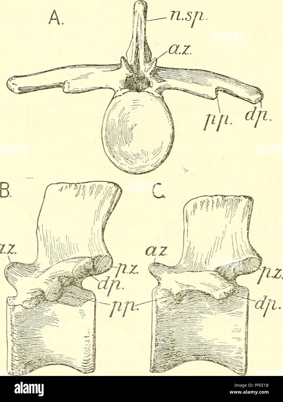 . Un catalogue descriptif des reptiles marins de l'Oxford de l'argile. Basée sur la collection de Leeds au British Museum (Natural History), Londres ... Les reptiles, les combustibles. 98 EEPTILES OXEOED MAKINE DE L'argile. Le pédicule de l'arc neural s'élève d'une longue phase qui s'étend sur toute la longueur de la centrum, et à l'arrière peuvent même former une petite partie du bord de la surface articulaire de la vertèbre suivante. Au-dessus de la suture la neuro-centre les frontières antérieures et postérieures des encoches permettant le passage du les nerfs spinaux ; la partie postérieure est le crantage plus profond. La p Banque D'Images