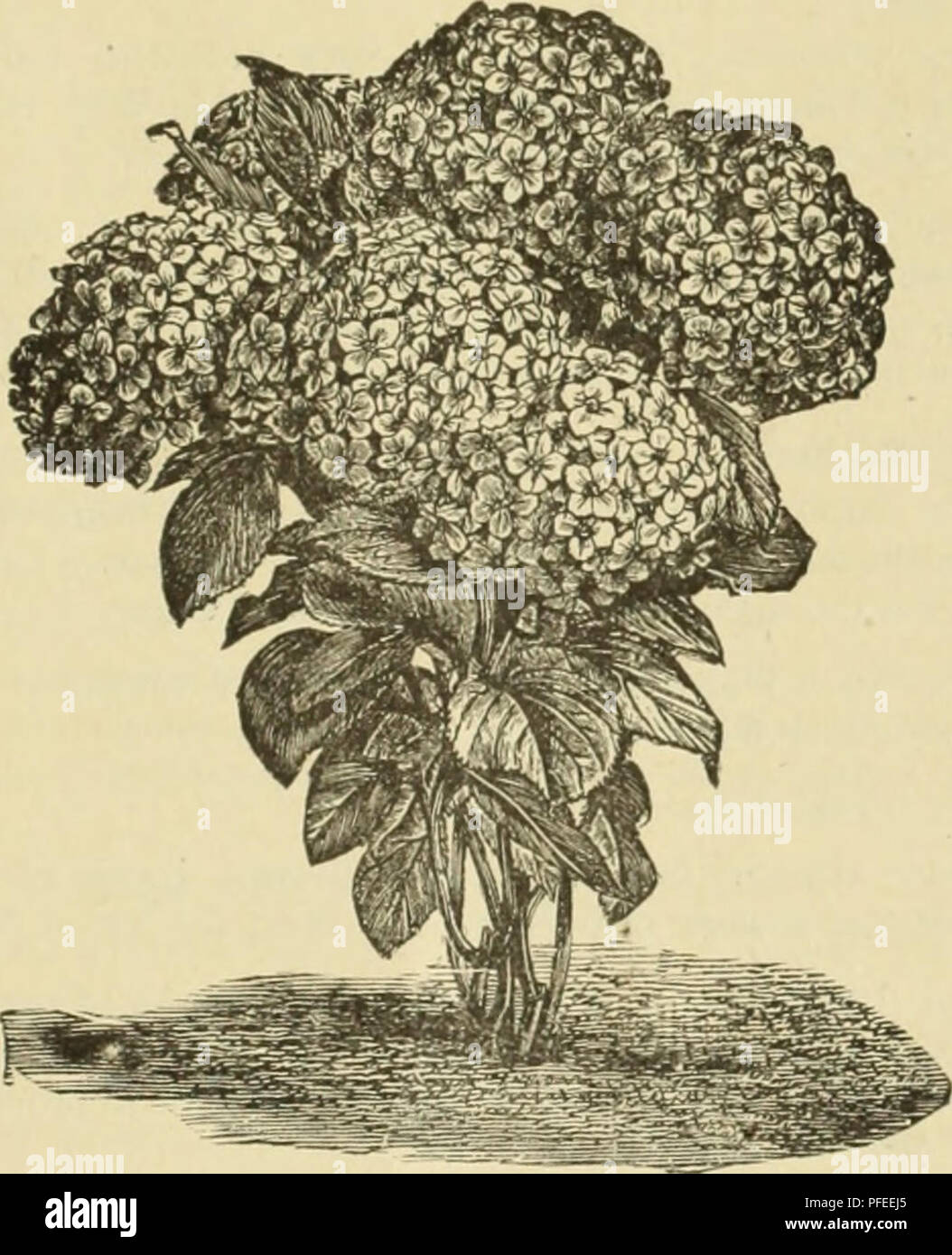 Catalogue Descriptif Des Fruits Et Des Arbres Dornement