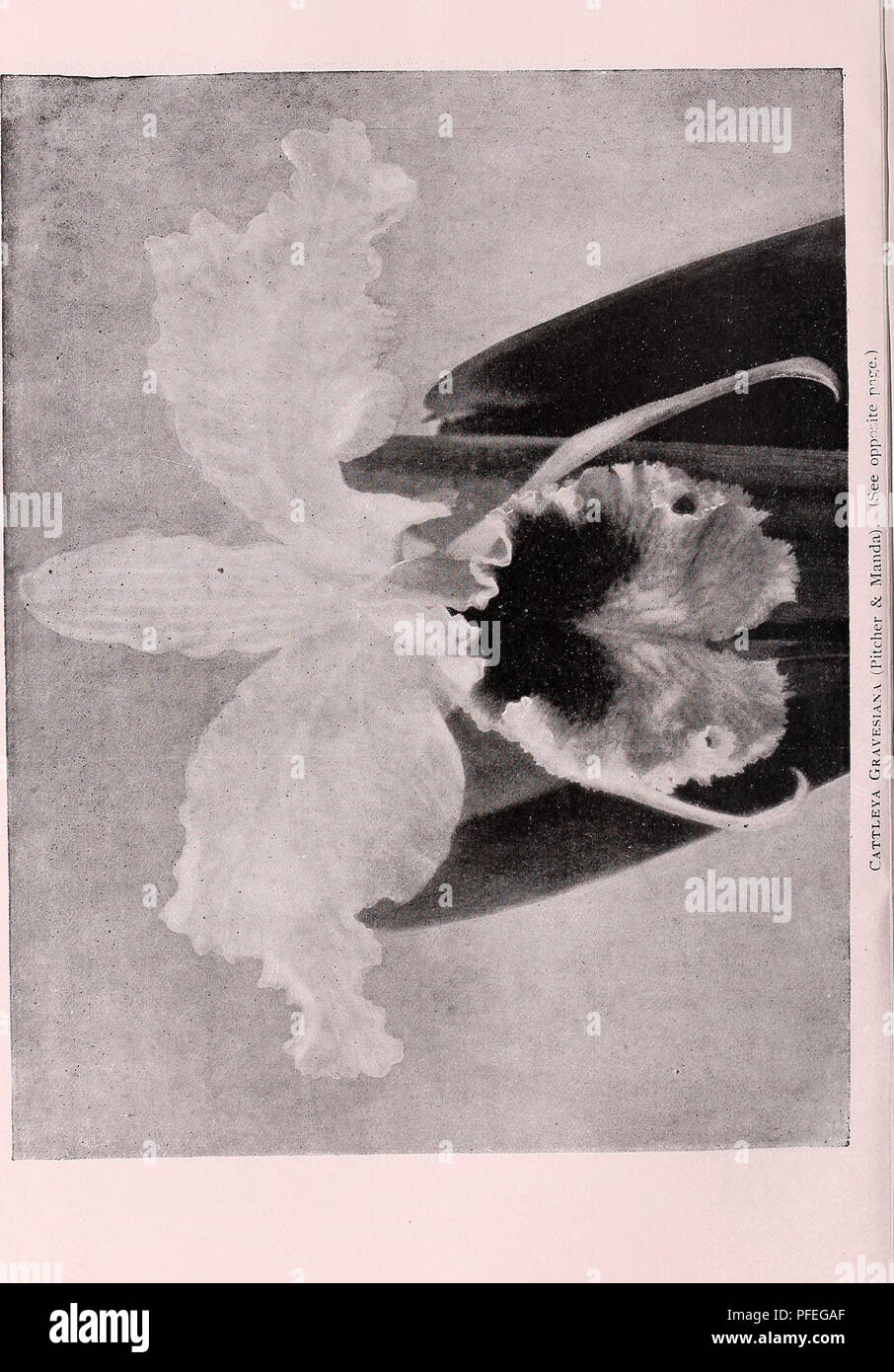 Ce catalogue présente une variété de graines, plantes et bulbes rares, détaillant leurs caractéristiques et leurs utilisations potentielles en horticulture. Les illustrations servent de référence pour identifier des espèces végétales nouvelles et uniques à cultiver, soulignant l'importance de la biodiversité dans le jardinage et les pratiques agricoles. Banque D'Images