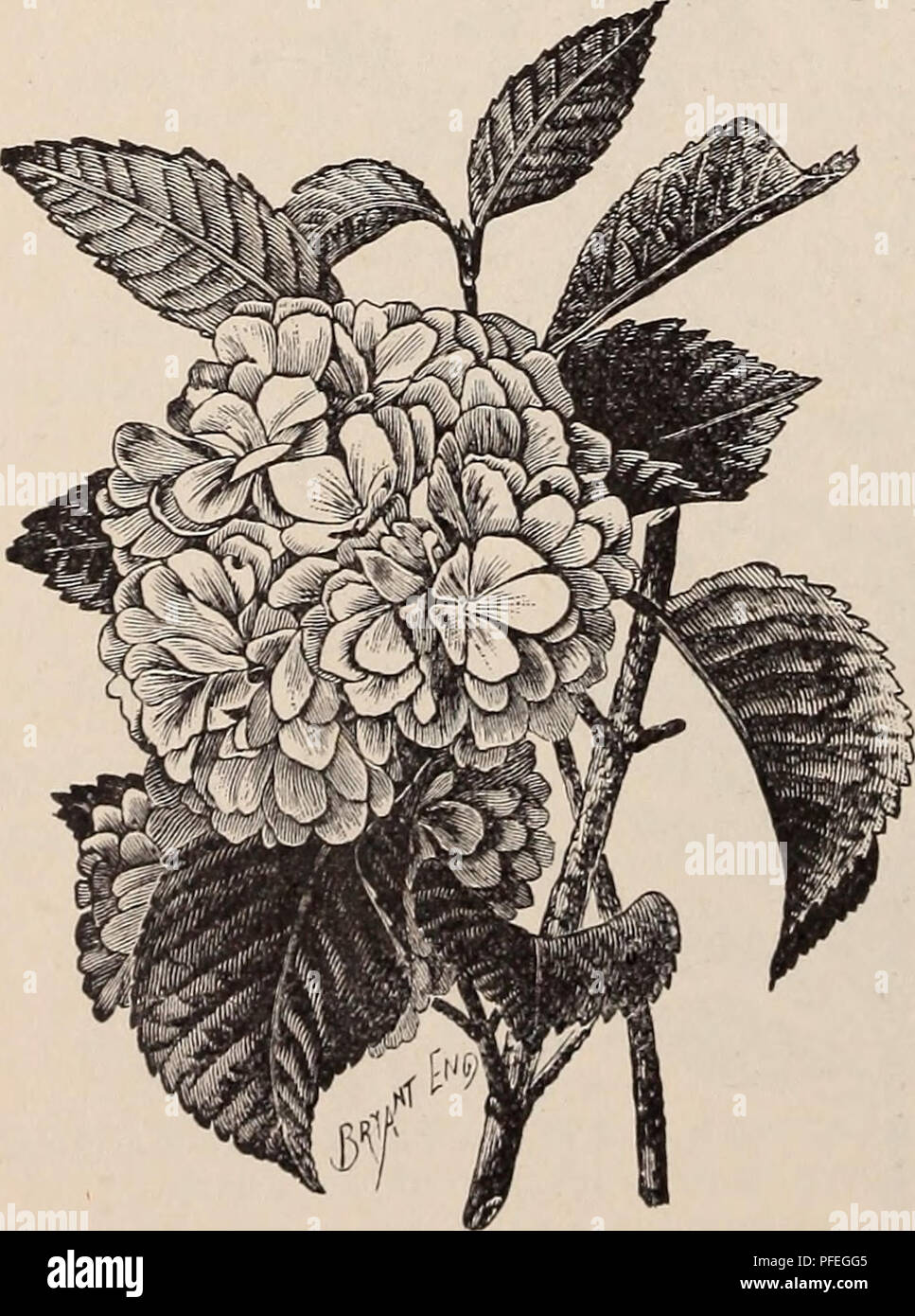 . Catalogue descriptif des fruits et arbres d'ornement, arbustes, plantes grimpantes et les plantes cultivées, et à la vente. L'industrie des semences et des arbres fruitiers ; catalogues de Maryland catalogues de graines Graines de plantes grimpantes ; plantes ornementales ; catalogues, catalogues. 94 Franklin Davis Nursery Co., lilas blanc commun {Syi-mga var. alba). Fleurs produites en panicules ; mince blanc pur et parfumé. Le {Josika S. L'Josikosa). Une espèce distincte, produisant des fleurs lilas. Le lilas de Marley {Syringa de Marley). Des fleurs pourpre rougeâtre, garder à profusion. Le lilas de Perse (5. Persica). Originaire de Perse ; croît quatre à Banque D'Images