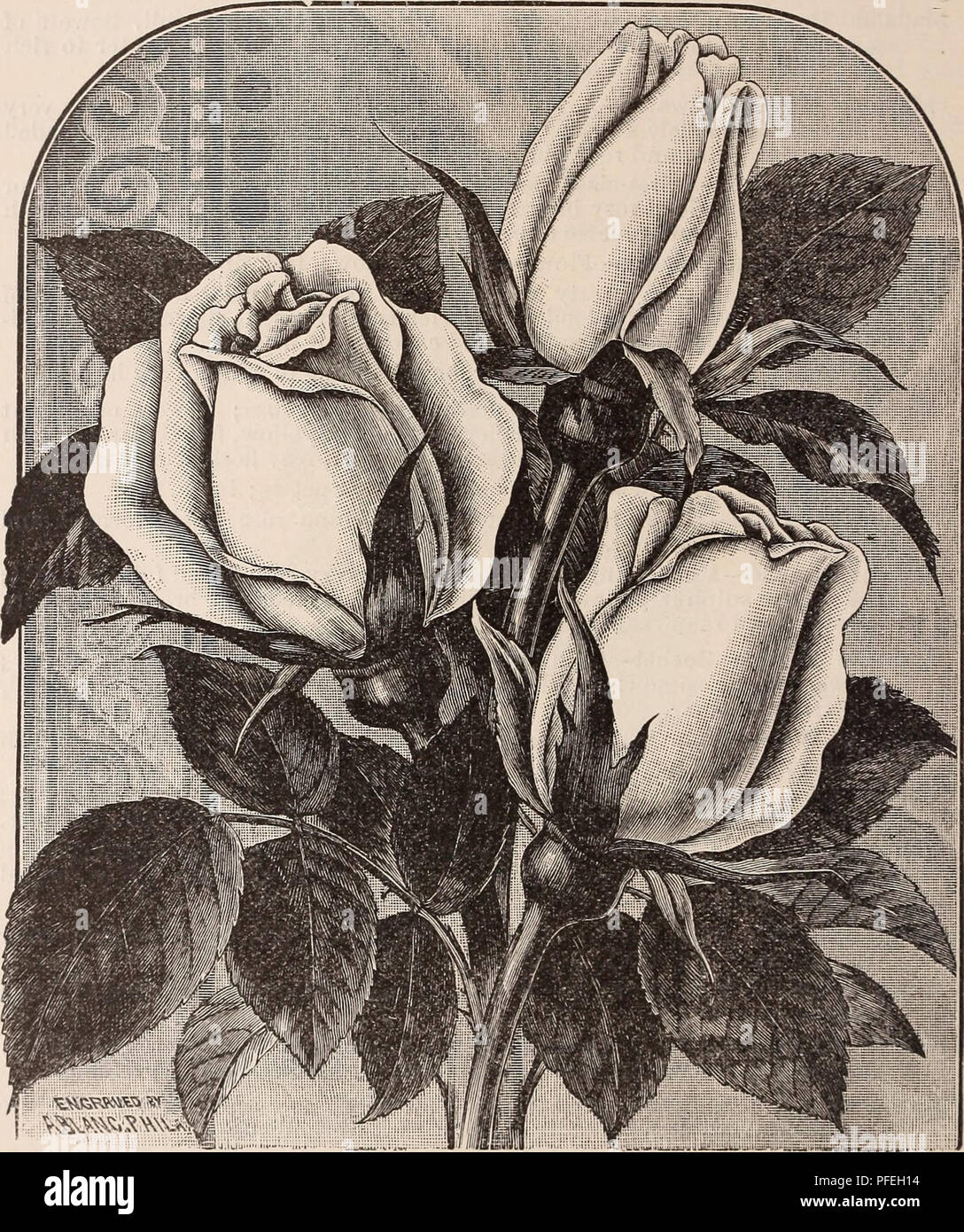Un catalogue énumérant une variété d'arbres fruitiers, d'arbres ornementaux, de conifères et d'arbustes disponibles auprès de California Nursery Co. Il comprend des descriptions détaillées des variétés de roses telles que Maud Little, Narcisse et Niphetos, mettant en évidence leurs habitudes de croissance et leurs caractéristiques florales. Banque D'Images