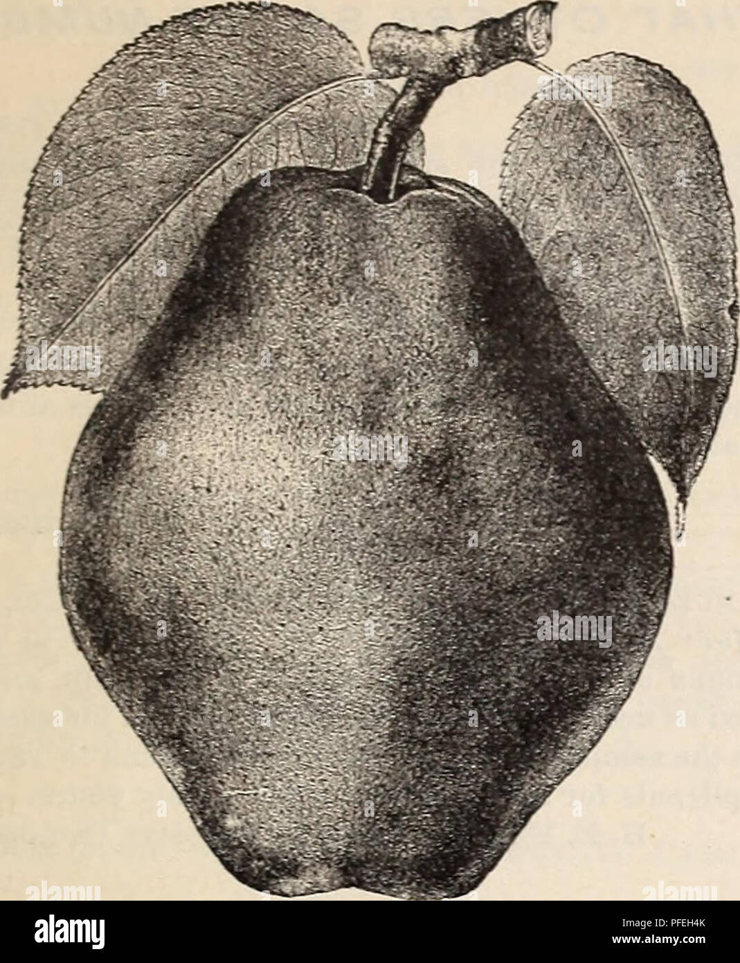 . Catalogue descriptif des arbres d'ornement, plantes, vignes, fruits, etc.. Horticulture pépinières (Pennsylvanie) ; Catalogues Catalogues d'ornement, plantes Plants des Arbres ; catalogues ; graines de fleurs ; Catalogues Catalogues plants de fruits. Les fruits. 37. KIEFFER POIRE. StantJartJ F*les oreilles, s'est poursuivie. Les nouvelles variétés. SI J chacun. Lawson ou d'une comète, et Wilder tôt, deux nouveaux poires, réclamé d'être parmi les premiers et de qualité supérieure. Poires naines. 40 cts. chaque, S4 pour douz. Poires naines devraient être plantés très profond. Howell. Bartlett.' Bnffum, Louise Bonne de Jersey, ~-Duchesse de Angoulême, Eutter, Mount Vernon. CHER Banque D'Images