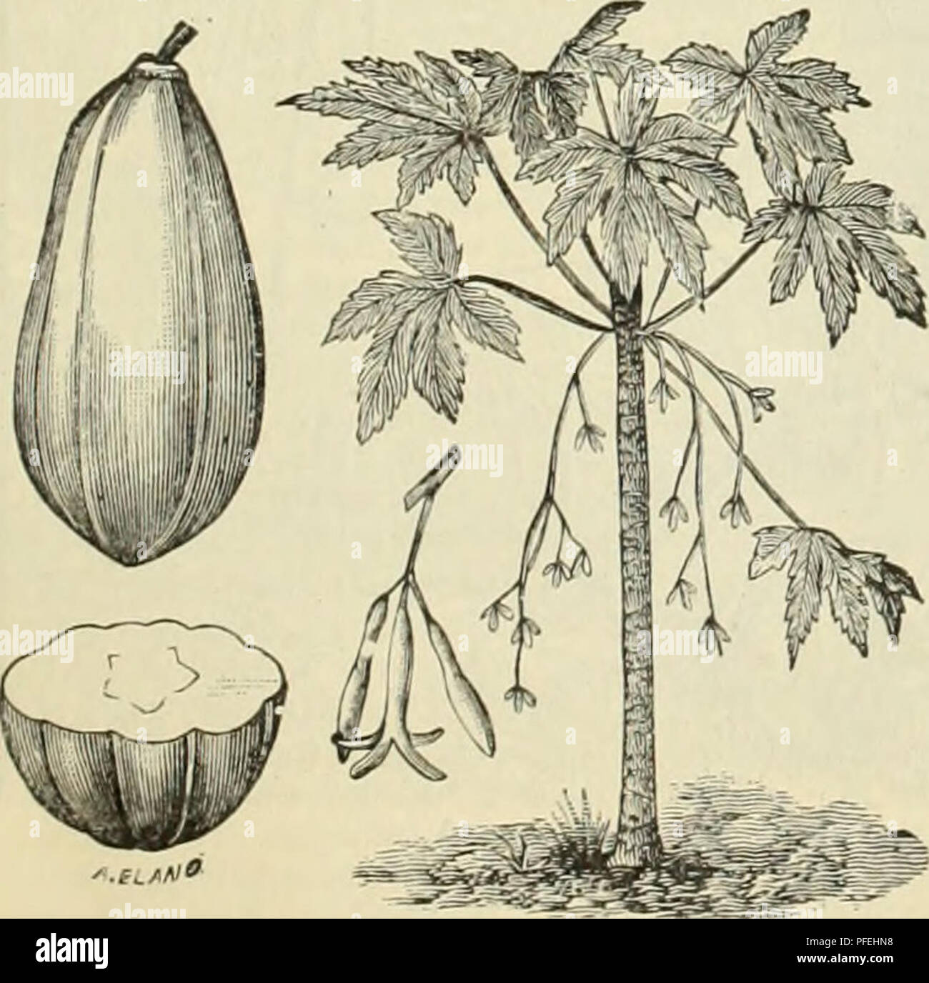 . Catalogue illustré et descriptif et manuel / Royal Palm pépinières. Horticulture pépinières (Floride) ; Catalogues Catalogues de plantes tropicales des plants des arbres de fruits ; catalogues ; agrumes ; Catalogues Catalogues de l'industrie des fruits ; plantes ornementales, catalogues. Â Â .ft/si" l'APBA OU TAPAW 1 MELON. STAR-APPLE. (CHRVSOPHYLLUM. CAINITO) JE CHRYSOPHYLLUM, suite. côté de chaque feuille d'or il lightâcall une ombre pas '. Un Star-Apple."âKingsley. Cet arbre enfin atteint une hauteur de twent.v pieds, portant de grandes quantités de round, violet (parfois verdâtre), fruits de la taille d'une petite pomme, rip Banque D'Images