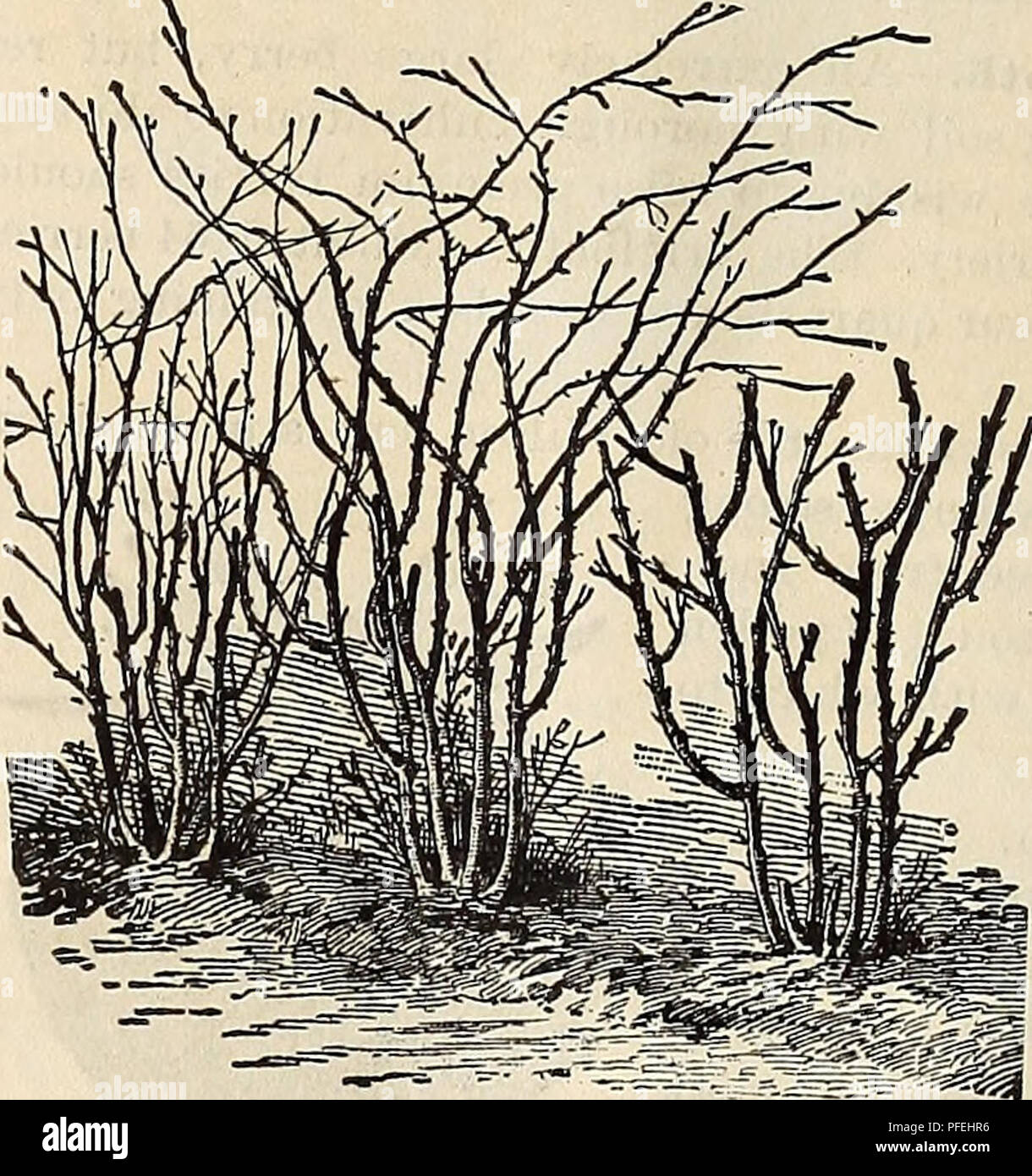 . Catalogue descriptif et la liste de prix d'arbres fruitiers et de plantes, arbres, rosiers, etc.. Pépinière Tennessee ; Catalogues Catalogues de fruits des arbres fruitiers ; catalogues ; Conifères ; Catalogues Catalogues Roses. Ce fruit vient juste après les fraises et est populaire partout. Rien n'est plus facile ou cultivé donnera de meilleurs retui-ns pour le temps et l'argent investi. Jardin pour les plantes de culture doit être réglé de 2 à 3 pieds de distance de la ligne ; pour le champ, 3 pieds en rang, et les rangs 7 pieds de distance. La colline n'est pas la saleté sur les plantes mais niveau donner et garder la culture exempt de mauvaises herbes et l'herbe. Pincée de Banque D'Images