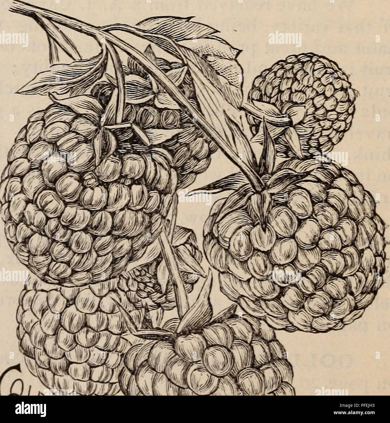 . Catalogue descriptif de raisins et de petits fruits. Les arbres fruitiers ; Baies Catalogues Catalogues ; catalogues de pépinière raisins ; catalogues ; catalogues commerciaux New Jersey Merchantville. 'Hansell" de framboises. Elle mûrit invariablement'pleinement te ?z jours à l'avance de la Brandywine à côté de plus en plus avec le même traitement ; mûrit toute sa récolte dans un court laps de temps (environ trois semaines), et il est fait et passé l'vhen Cuthbert est à sa hauteur. Bien entendu, un tel commandement serait berry des prix élevés sur le marché, mais ce n'est pas conjecture, comme il l'a fait au cours des trois dernières années - en fait depuis que shippe Banque D'Images