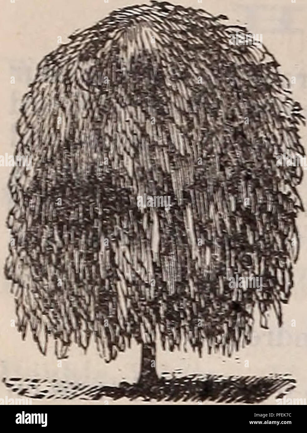 . Catalogue descriptif de la Pépinière de lecture. Horticulture pépinières (Massachusetts) ; Catalogues Catalogues pépinière Massachusetts Massachusetts ; fruits ; Catalogues Catalogues ; arbres arbustes Massachusetts Massachusetts Massachusetts vivaces ; Catalogues Catalogues. 40 de la lecture Catalogue pépinière, Mass.-J. W. Manning, propriétaire.. Monntain Ash (Sorbas). {Aucvpana pleureur pendula). Un arbre xvième .tragglmg ou balayage branches : très utilisé pour la pelouse, blanche blo- som, grappes jaune de baies. 6 ft. SI. Saule (Salix). Weepixg {Babylonica) saule pleureur. 6 pieds, 50c. Notre commune et hurler connu } r Banque D'Images