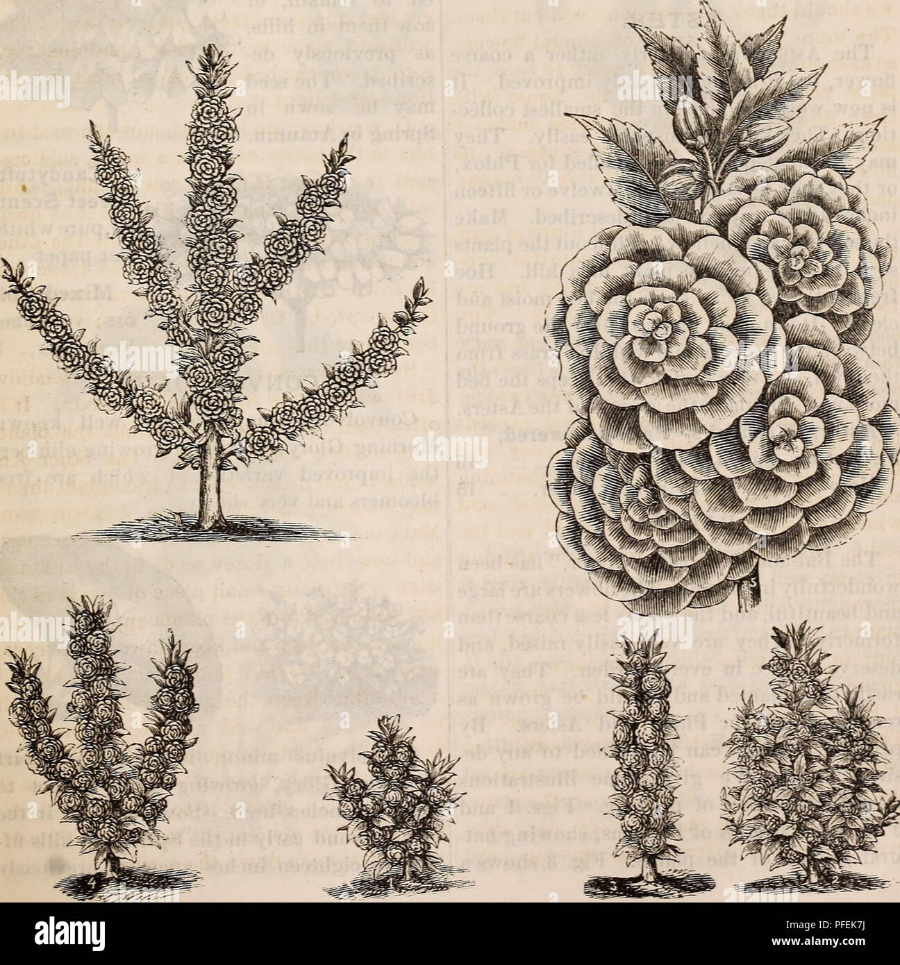 Catalogue Descriptif De Terrain Jardin Et Des Graines De Fleurs Pepinieres Horticulture New York Etat Rochester