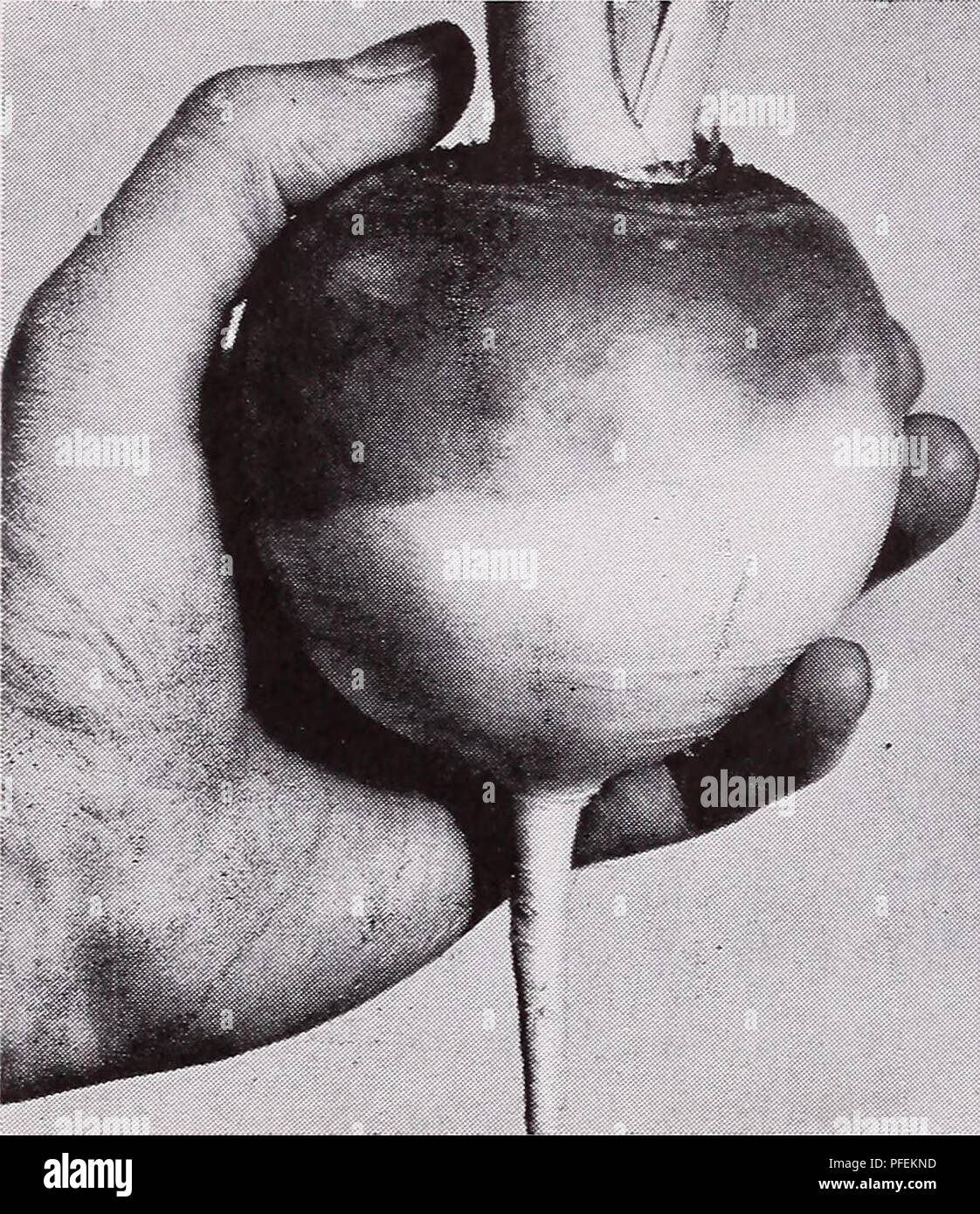 Ce catalogue répertorie les légumes adaptés à la mise en conserve et à la congélation, en détaillant les variétés telles que le navet Purple Top White Globe. Il fournit des informations essentielles sur les techniques de conservation, la croissance des plantes et les meilleures pratiques pour maintenir la qualité des légumes pendant le stockage. Banque D'Images