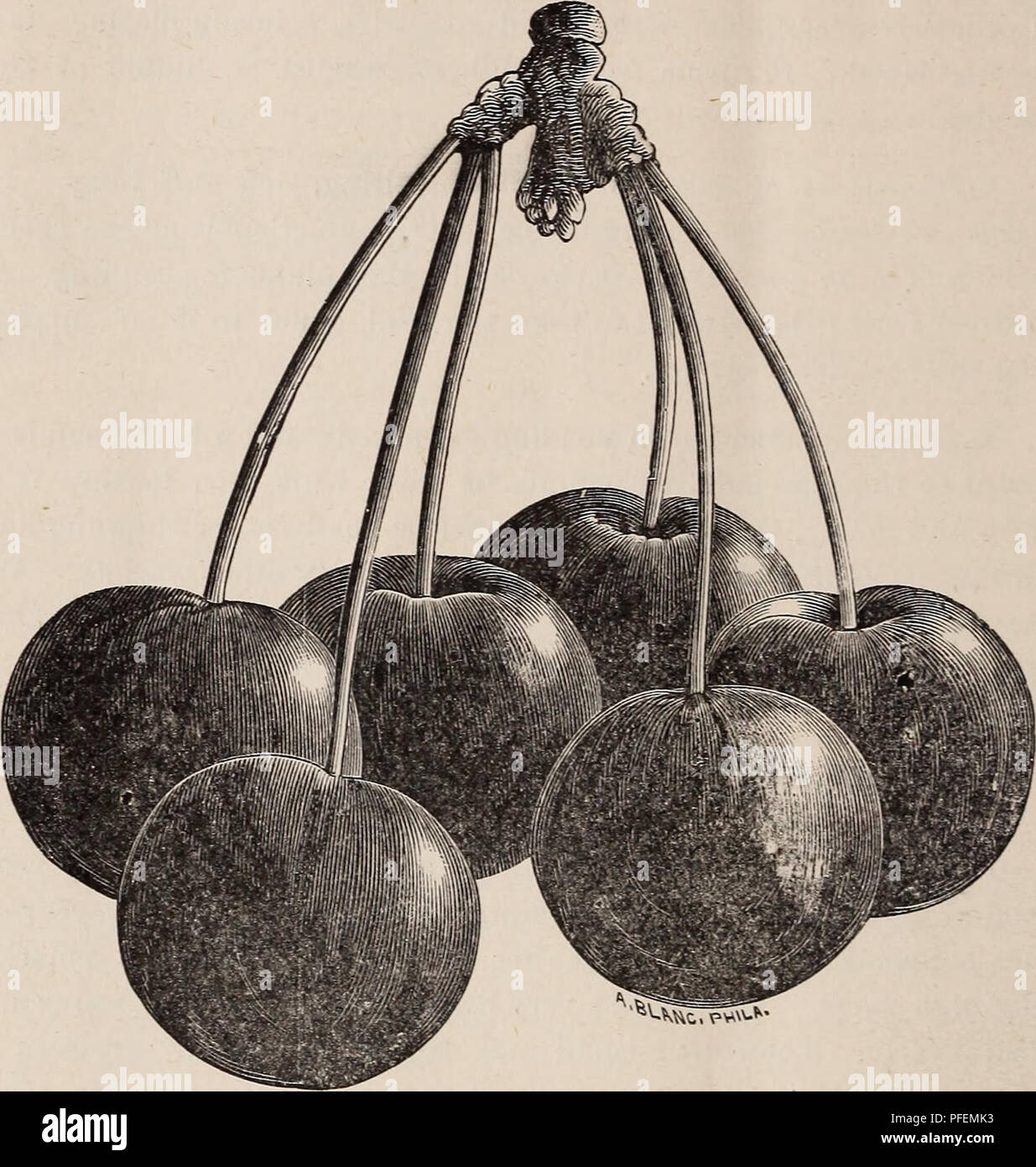 . Un catalogue descriptif des fruits, les arbres, les plantes, etc. : 1889 ; cultivé et à la vente. Pépinière en Californie ; Catalogues Catalogues Catalogues ; des arbres de fruits. 22 A. F. BOARDMAN & ; CO., Auburn, cal.. Les cerises. Qu'un agréable dessert frais, fruits, le cherry est partout très estimé. Le début de saison à laquelle elle mûrit, sa jutosité, de délicatesse et de richesse, il est toujours acceptable. Le cal- symmetri apparence de l'arbre constitue un ornement au verger ou à la rue. Il prospère mieux dans un loam riche, Sec. L'arbre devraient être formés à un niveau bas, que le feuillage peuvent protéger le t Banque D'Images . Un catalogue descriptif des fruits, les arbres, les plantes, etc. : 1889 ; cultivé et à la vente. Pépinière en Californie ; Catalogues Catalogues Catalogues ; des arbres de fruits. 22 A. F. BOARDMAN & ; CO., Auburn, cal.. Les cerises. Qu'un agréable dessert frais, fruits, le cherry est partout très estimé. Le début de saison à laquelle elle mûrit, sa jutosité, de délicatesse et de richesse, il est toujours acceptable. Le cal- symmetri apparence de l'arbre constitue un ornement au verger ou à la rue. Il prospère mieux dans un loam riche, Sec. L'arbre devraient être formés à un niveau bas, que le feuillage peuvent protéger le t Banque D'Images