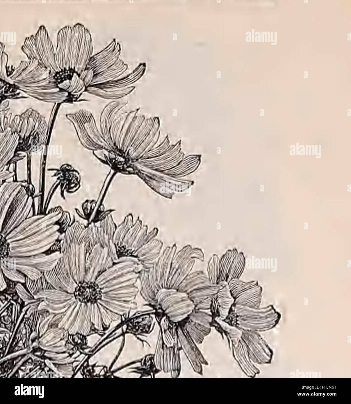 . Catalogue descriptif de légumes, de fleurs, et des semences de ferme. Pépinières (Horticulture) ; le matériel de pépinière ; semences, bulbes (plantes) ; jardinage ; Matériel et fournitures ; plantes ; Weeber &AMP ; Don. NIUJI FOHMOSUM DEHTII.DELPHINIUM Delphinium vivaces plantes bonier magnifique, avec de magnifiques épis de fleurs, variant à l'ombre de la plus délicate à blanc bleu les plus riches. Si la seedis'spropre au début, ils s'ilower lirst la saison. H. P. Brunoiiianum (Musk - Larkspur parfumés). Fleurs grandes, un à deux pouces de diamètre, bleu clair, l'ombrage au violet avec un black 1 ' 10. Pkt. 15e Centre de Télévision (être. Banque D'Images