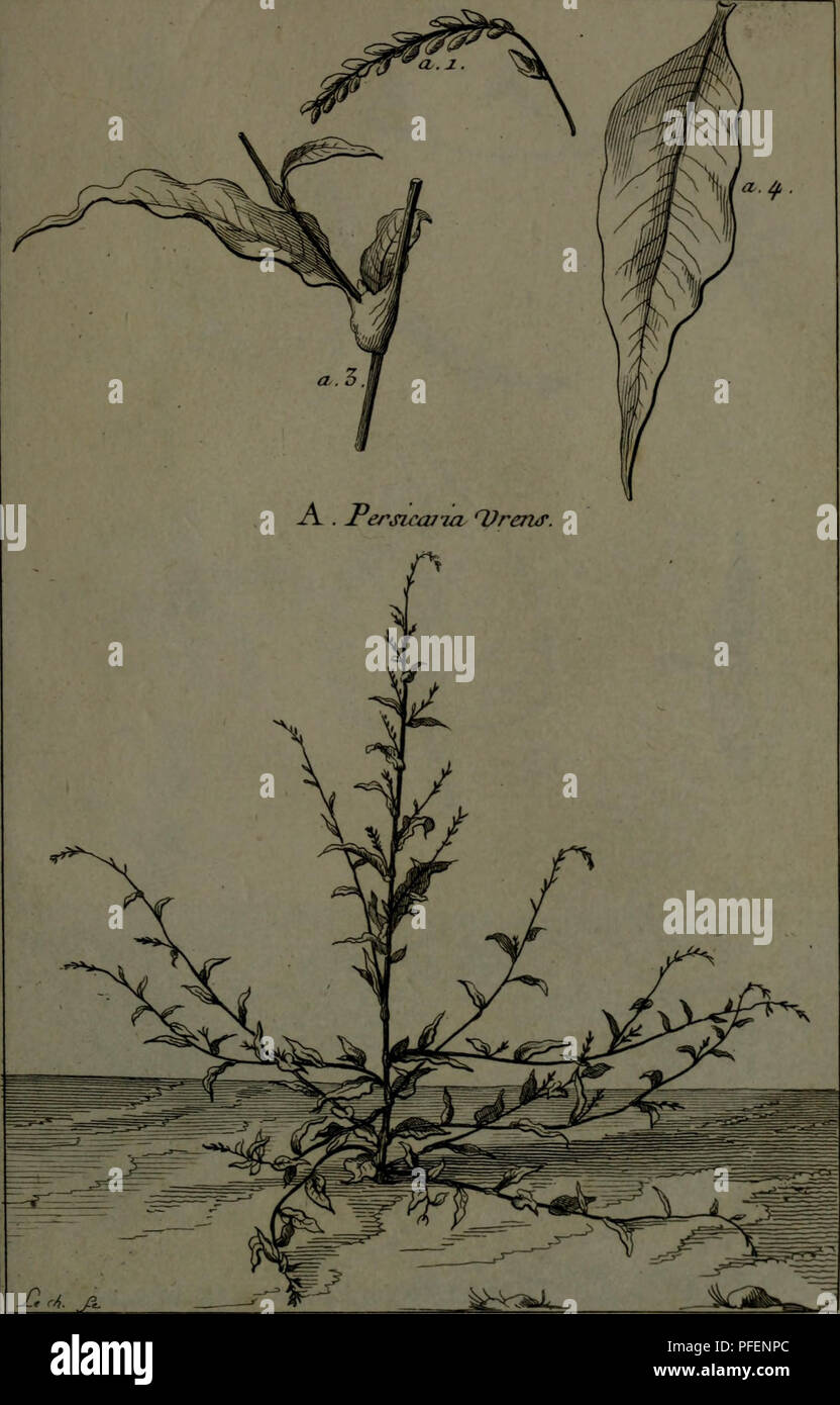 . Description, vertus et usages de sept cents dix-neuf plantes : tant l'e ?trangeres que de nos climats ; et de cent trente-quartre animaux, en sept cents trente planches, grave ?es en taille-douce, sur les desseins d ?apre ?s de la nature, de M. de Gersault, par MM. de Fehrt, Prevost, Duflos, Martinet, &amp;c. et gamme ?es suivant l ?ordre toutes les expressions désignant du livre ? Matiere moi ?dicale de M. Geoffroy ... Materia Medica ; les plantes médicinales. Pl. ^^7-. Veuillez noter que ces images sont extraites de la page numérisée des images qui peuvent avoir été retouchées numériquement pour plus de lisibilité - coloration et l'aspect de ces illustratio Banque D'Images