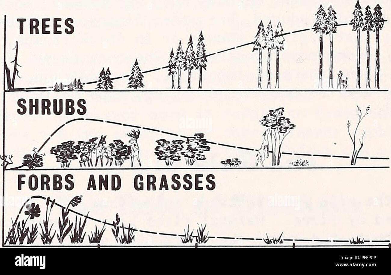 . Une analyse descriptive des ressources forestières du Montana. Les forêts et la foresterie ; Bois Statistiques Montana Montana Statistiques. Les graines ; (2) d'épaisseur résistant au feu qui permet de l'écorce des arbres comme le mélèze de l'ouest pour survivre de forêt assez longtemps pour lancer leur semence sur la zone brûlée ; et (3) lumière, vent, semence de mélèze de l'ouest et de l'épinette d'Engelmann qui peuvent souffler des distances considérables. Les espèces de bois important dans le Montana plus favorisée par le feu sont le mélèze de l'ouest et le pin. Sur certains sites (où ils sont seraï), le feu favorise aussi le pin ponderosa, le sapin de Douglas, le sapin grandissime, et d'Engelmann s Banque D'Images