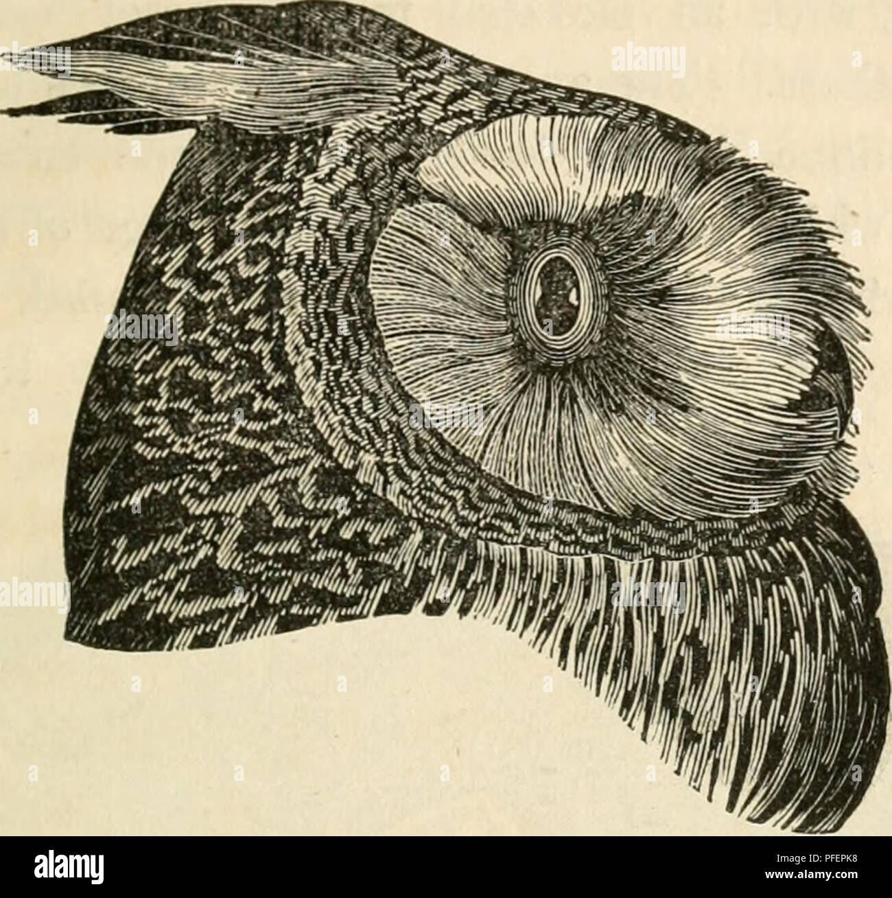 Ce travail décrit les oiseaux de proie trouvés en Grande-Bretagne, y compris les hiboux. Il fournit des descriptions physiques détaillées de diverses espèces de chouettes, y compris leur plumage, leurs traits faciaux et leurs habitudes dans leur environnement naturel. Banque D'Images