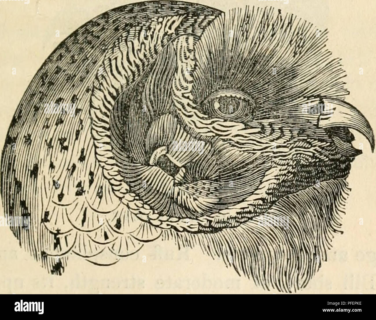 . Descriptions des oiseaux rapaces de Grande-Bretagne. Oiseaux de proie -- Grande-bretagne ; hiboux -- Grande-Bretagne. L'hiboux. Genre 343 III. STllIX. Petit-duc. De la conque de l'oreille s'étendant de la base de la mandibule inférieure au-dessus de l'oeil, étroit, pas de dépression, bordée de plumes très minces, et d'avoir en avant un ele activée, un peu brusquement, semi-circulaire, coupe d'opercule, s'étendant le long de la moitié de sa longueur. L'ouverture de l'orifice est très grand, subrectangular, oblique, avec une limite supérieure et inférieure de la marge assez élevés, et si fluctué vers le milieu de l'opercule. Le fond de la conque Banque D'Images