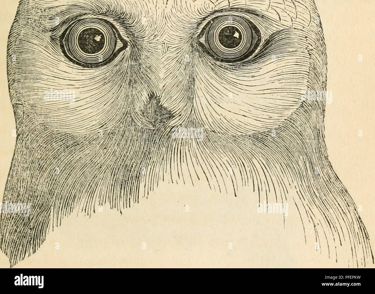 Ce texte décrit les oiseaux de proie trouvés en Grande-Bretagne, comme les hiboux du genre *Syrnia*. Il fournit des descriptions anatomiques détaillées, y compris la morphologie du disque facial et la structure des ailes, ainsi que les traits comportementaux et les habitudes de nidification. Banque D'Images