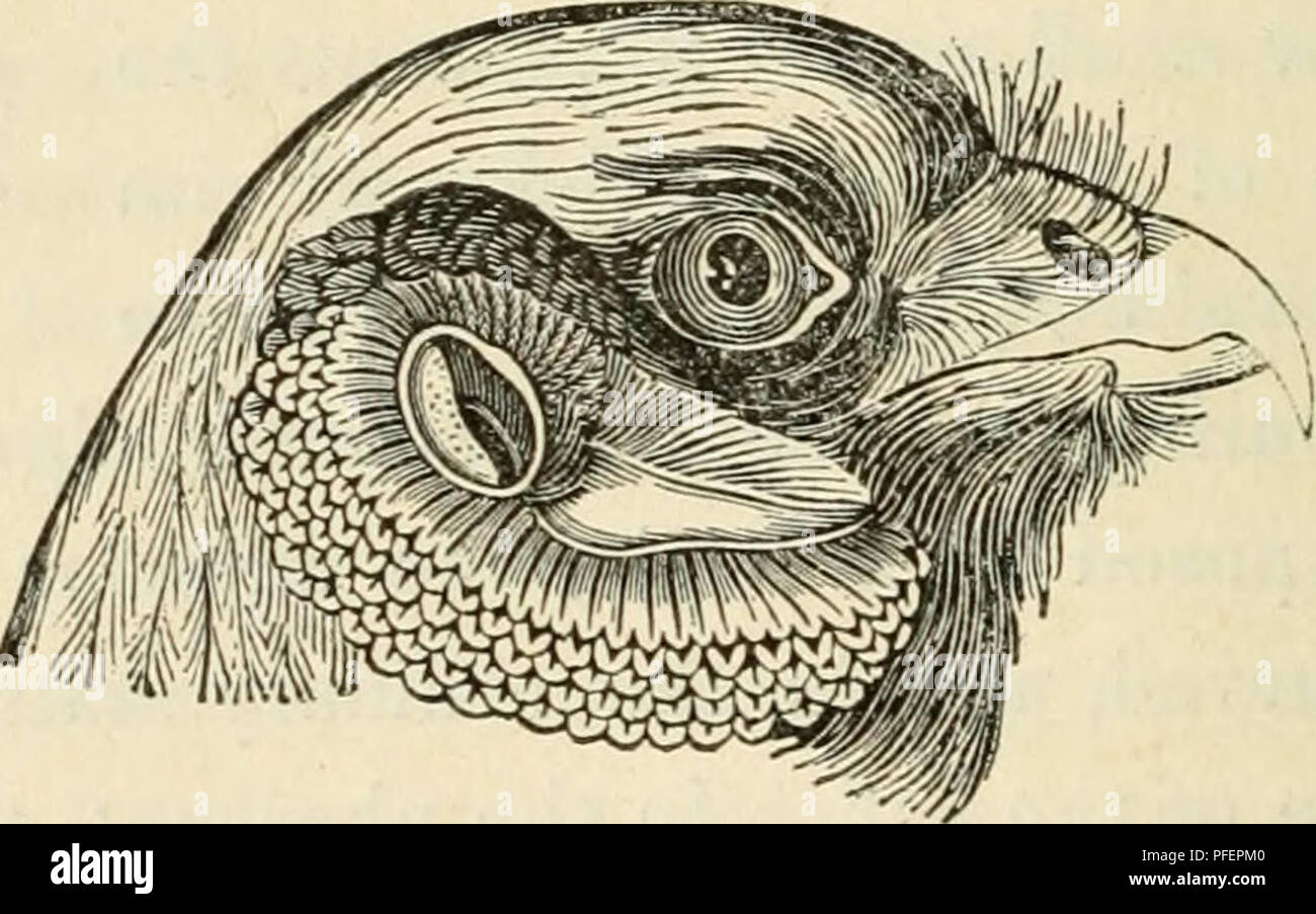 Ce travail propose des descriptions des oiseaux prédateurs en Grande-Bretagne, en se concentrant particulièrement sur des espèces telles que les aigles, les faucons et les hiboux, et leur anatomie, leur comportement, et les rôles écologiques dans l'environnement britannique. Banque D'Images
