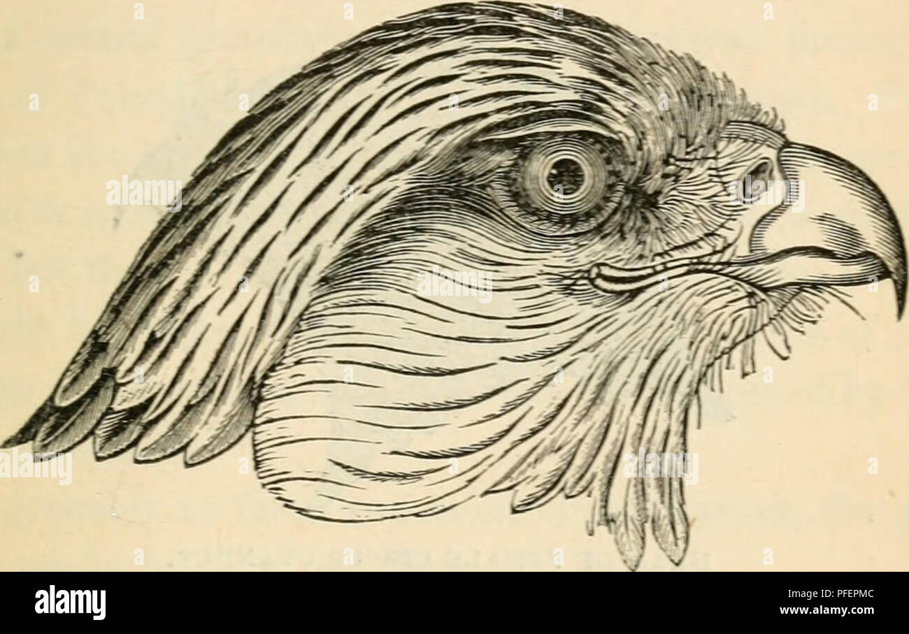 Descriptions Des Oiseaux Rapaces De Grande Bretagne Oiseaux