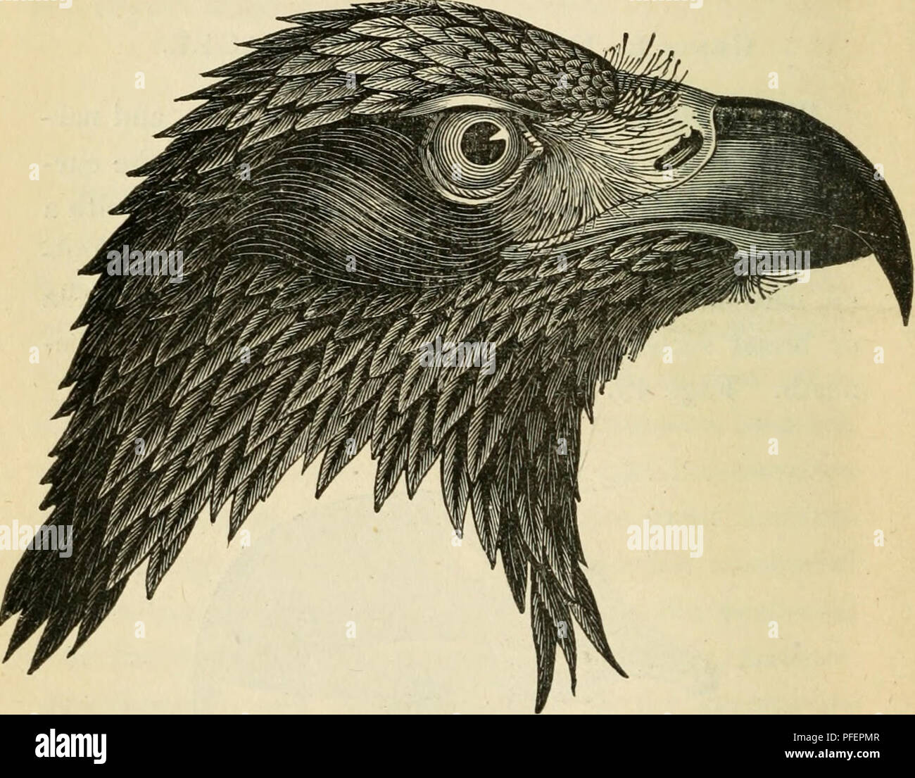 Ce travail décrit les différents oiseaux prédateurs trouvés en Grande-Bretagne, y compris les aigles, les faucons et les hiboux. Le texte fournit des descriptions détaillées de leurs caractéristiques physiques, de leurs habitats et de leur comportement, en mettant l'accent sur leur rôle dans l'écosystème en tant que prédateurs apex. Banque D'Images