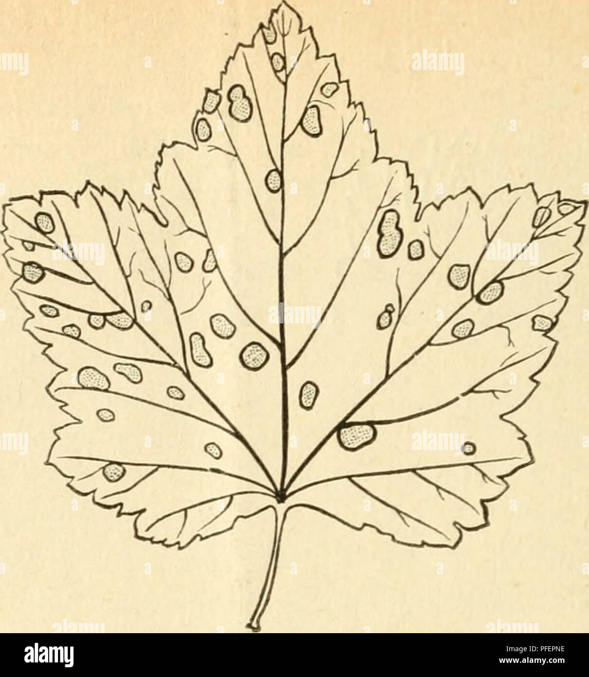 . Les descriptions de nouvelles espèces de champignons. Les champignons. -6-. Figure 4-feuille de cassis malades montrant des taches. Une maladie de cassis. Dans l'ouest du Massachusetts l'été dernier (1885) les groseilliers ont été gravement blessés par un champignon (Septoria ribis, Desm.) croissant sur les feuilles. La même chose se produit dans cette région sauvage de Corinthe et goose- baies, sur la groseille cultivées dans l'Ohio, et sur les groseilles dans Ken- tucky. La maladie apparaît comme taches brunes sur les feuilles, taches angulaires limitées par les veines et bientôt devenir morts et les DRV. Les taches sont de bonne taille et lorsque de grandes ou nombreuses, détruire presque toute la feuille. Banque D'Images
