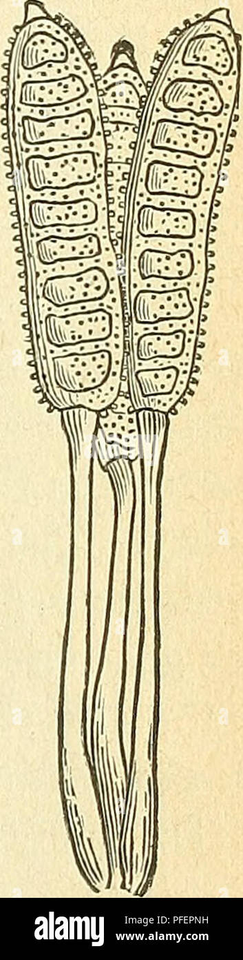 . Les descriptions de nouvelles espèces de champignons. Les champignons. Fleure 2-l'été ou Uredo les spores de la rasp berry-, la rouille Phragmidium rubi-idxi. Spore clus- ter ^iirrouuded par organes stériles en massue paraphyses. (Après l'hiver.) gones sont absents et les spores sont portées sur des tiges, d'où ils tombent facilement, au lieu d'être dans les chaînes. Il est constaté que plus tard dans la mer- fils de noirâtre spores d'hiver suivre chacune de ces formes et servent à propager la maladie d'année en année. L'un sur la framboise est Phragmidium rubi-idcei (Pers.) Wint., et que sur les framboises est Pharagmidium rubi (Pers.) Wint., les noms Banque D'Images
