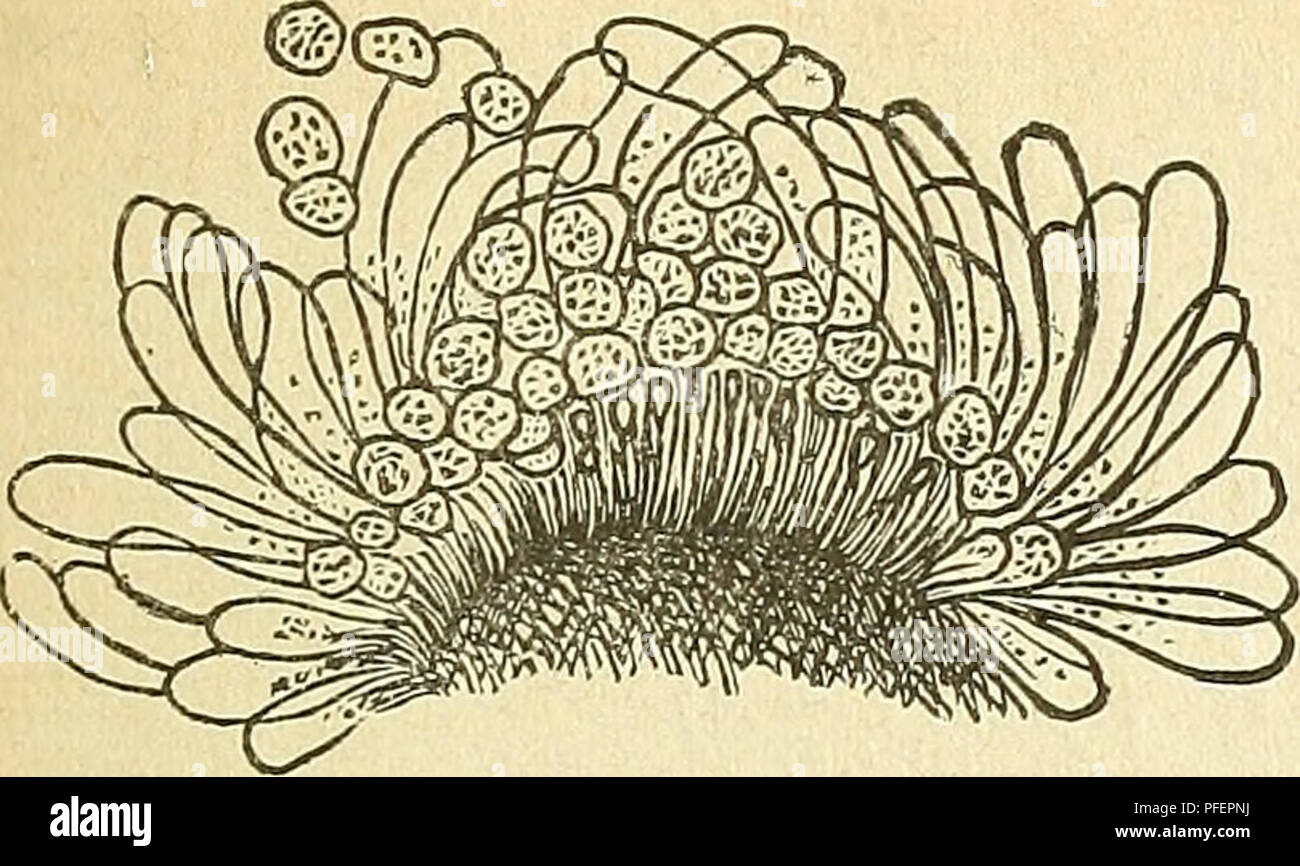 . Les descriptions de nouvelles espèces de champignons. Les champignons. -5-. Fleure 2-l'été ou Uredo les spores de la rasp berry-, la rouille Phragmidium rubi-idxi. Spore clus- ter ^iirrouuded par organes stériles en massue paraphyses. (Après l'hiver.) gones sont absents et les spores sont portées sur des tiges, d'où ils tombent facilement, au lieu d'être dans les chaînes. Il est constaté que plus tard dans la mer- fils de noirâtre spores d'hiver suivre chacune de ces formes et servent à propager la maladie d'année en année. L'un sur la framboise est Phragmidium rubi-idcei (Pers.) Wint., et que sur les framboises est Pharagmidium rubi (Pers.) Wint., le Banque D'Images