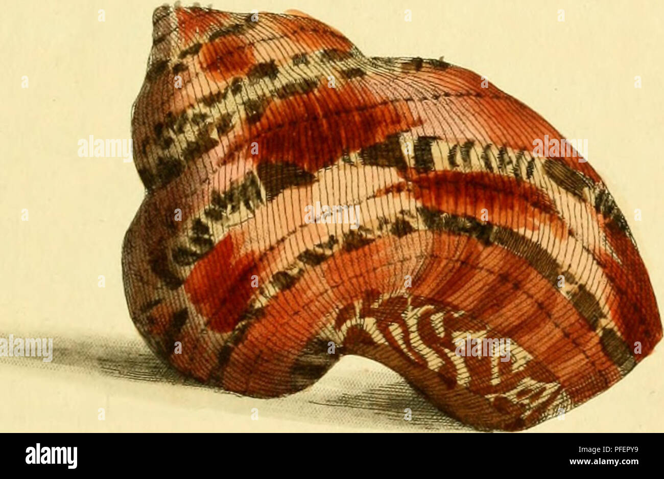 . [Descriptions et illustrations de mollusques : extrait du naturalist's Miscellany. Mollusques les mollusques ;. &Gt;l.b^ -V"v '. 85 I.C, ^/.V.clJt. Veuillez noter que ces images sont extraites de la page numérisée des images qui peuvent avoir été retouchées numériquement pour plus de lisibilité - coloration et l'aspect de ces illustrations ne peut pas parfaitement ressembler à l'œuvre originale.. Shaw, George, 1751-1813 ; Nodder, Frederick, Sciences de l'éditeur ; Nodder, Elizabeth, éditeur ;, William Healey Dall, 1845-1927, l'ancien propriétaire. DSI ; Anthony, C. , ancien propriétaire. DSI ; Nodder, R. P. (Richard P. ), fl. 1790-1820, malade. Banque D'Images