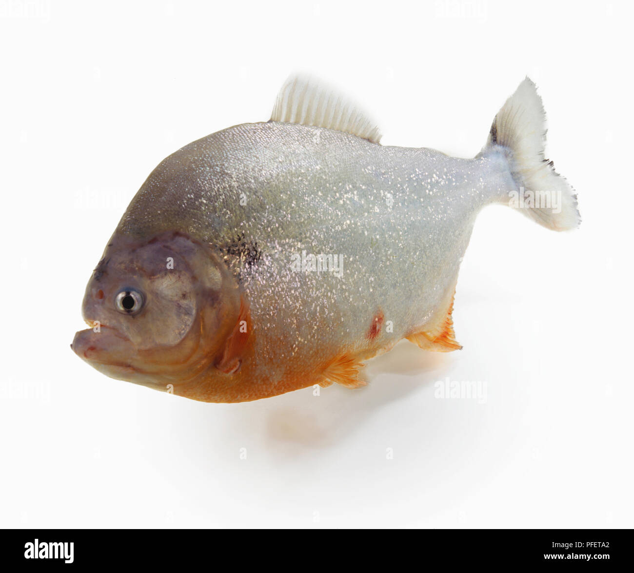Le Piranha à ventre rouge, Serrasalmus nattereri Piranha rouge, un corps trapu et s'avance avec la mâchoire. Banque D'Images