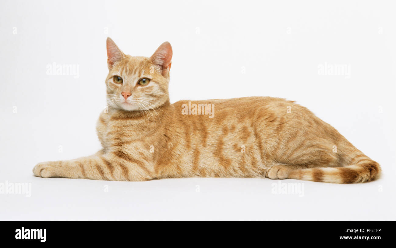 Ginger tabby cat, couchée, side view Banque D'Images