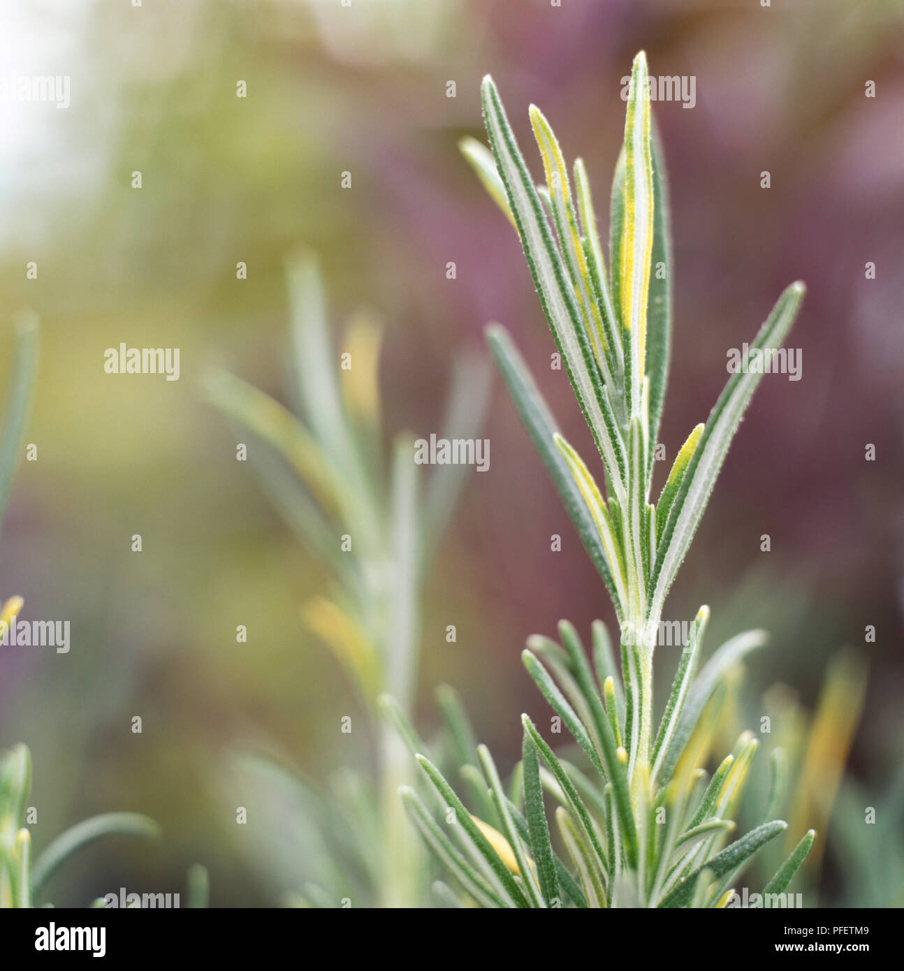 Golden Rosemary, dorée Romarin (Rosmarinus officinalis 'Aureus'), courte, mince, en forme d'aiguille, feuilles vertes éclaboussé avec de l'or, close-up Banque D'Images