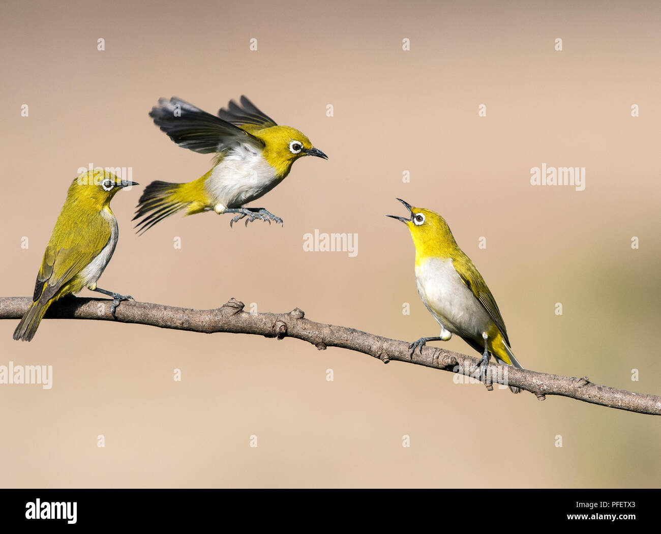 L'image de l'Oriental white-eye (Zosterops palpebrosus) des combats ont été prises en périphérie de Bangaluru, Karnataka, Inde Banque D'Images