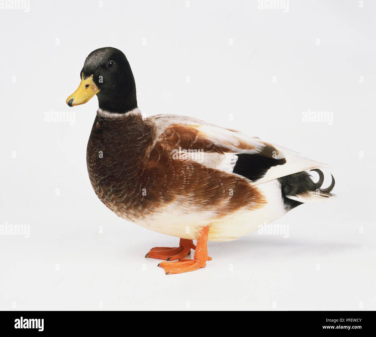Drake, un canard mâle brun et blanc avec plumes de corps, vert tête plumes, debout, vue de côté. Banque D'Images