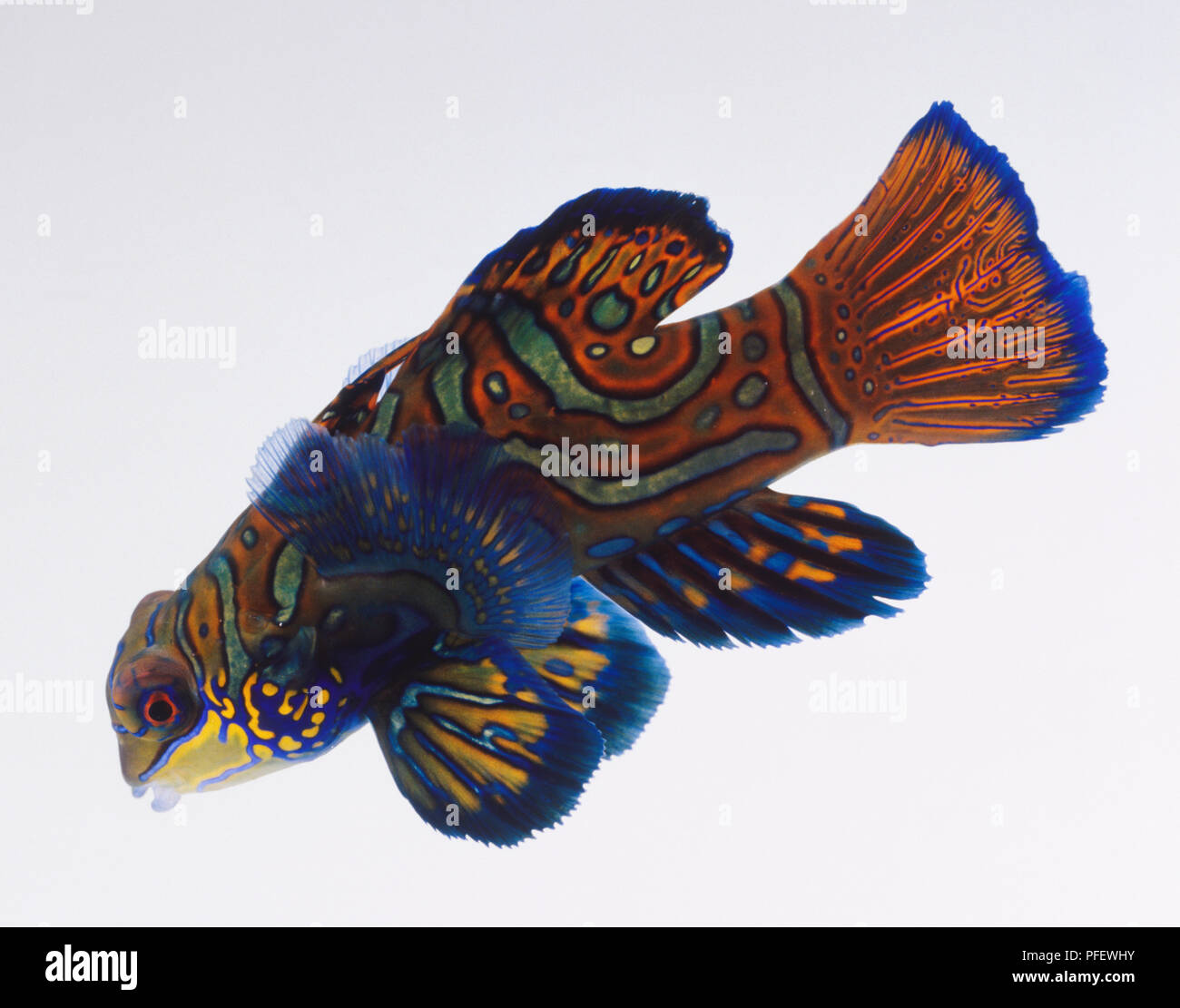 Le poisson mandarin, multicolore lumineux peau épaisse, les nageoires pectorales translucides, les yeux dépassant, longue nageoire dorsale à l'arrière, vue de côté. Banque D'Images