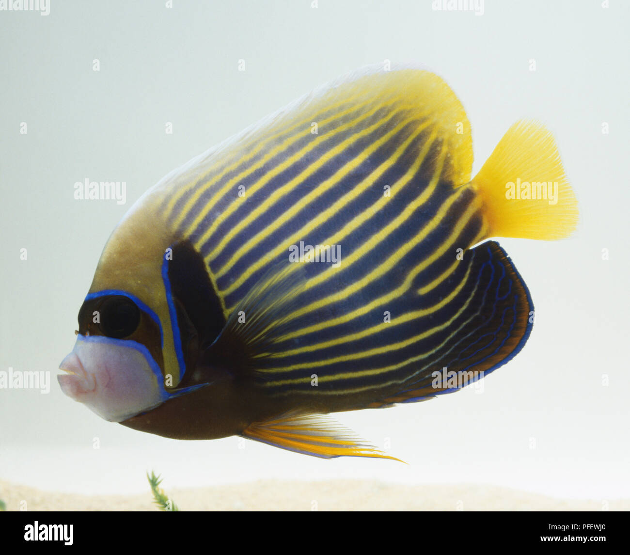 Pomacanthus imperator, Empereur Anglefish natation, bleu vif et jaune, vue de côté. Banque D'Images