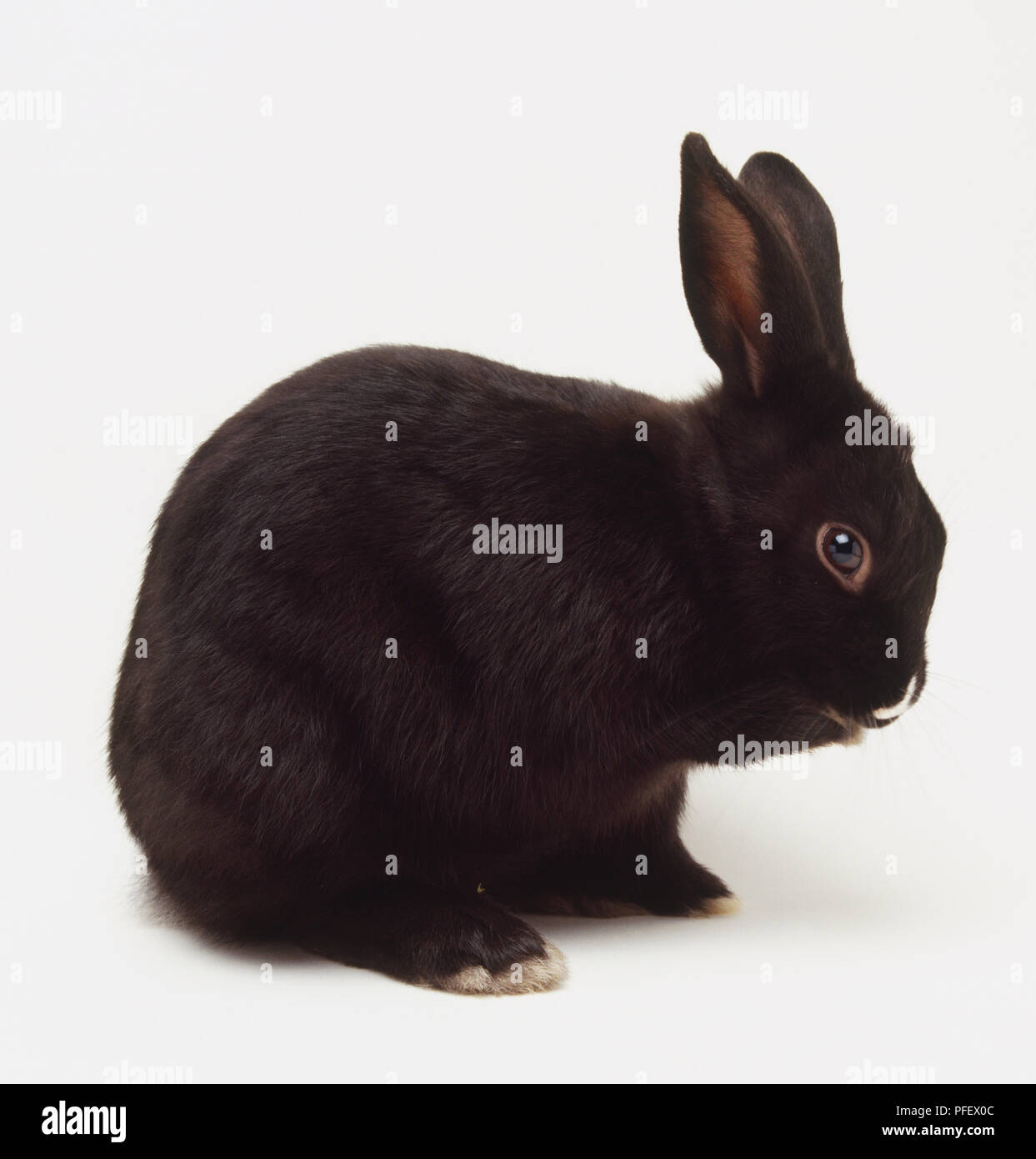 Intérieur noir Lapin (Oryctolagus cuniculus), side view Banque D'Images