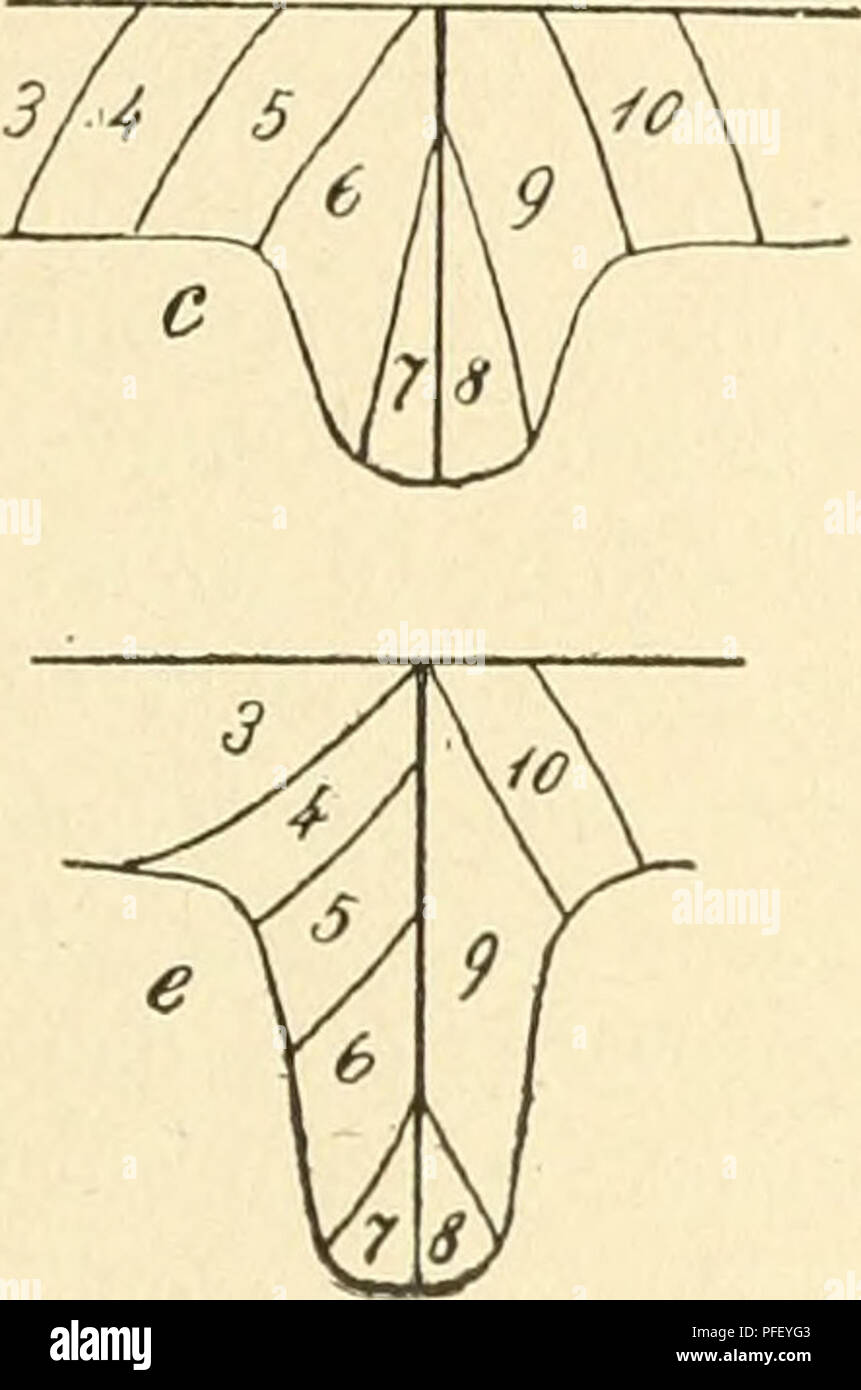 . De dermatomerie bij de hagedis (Lacerta viridis). Système nerveux ; Lacerta viridis. . Veuillez noter que ces images sont extraites de la page numérisée des images qui peuvent avoir été retouchées numériquement pour plus de lisibilité - coloration et l'aspect de ces illustrations ne peut pas parfaitement ressembler à l'œuvre originale.. Trigt, H. van. Rotterdam : [Pays-Bas] Proefondervindelijke Bataafsch Genootschap der Wijsbegeerte te Rotterdam Banque D'Images