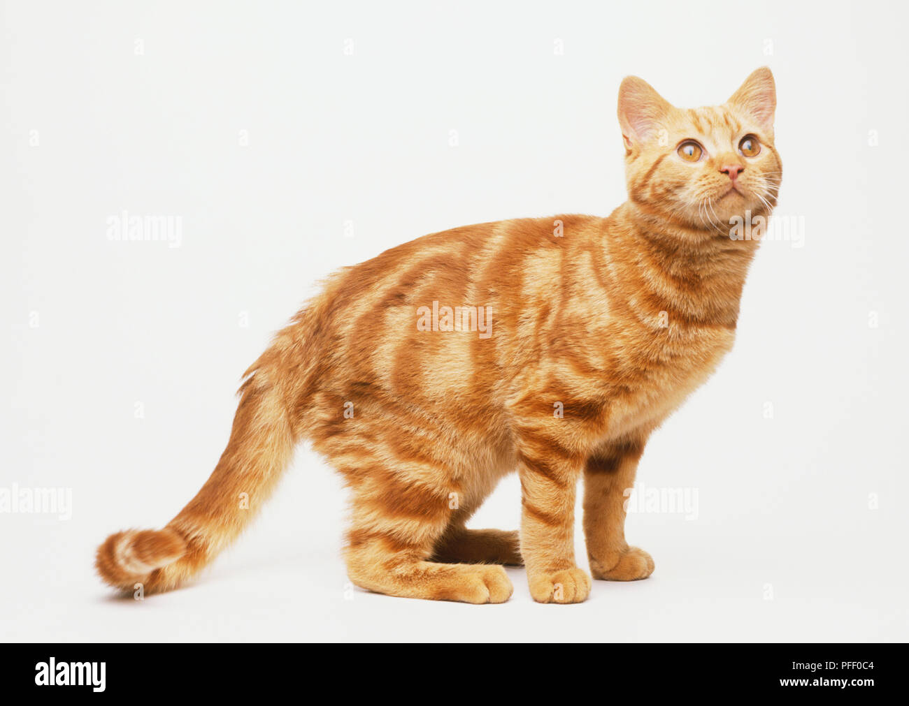 Ginger tabby cat, looking up, side view Banque D'Images