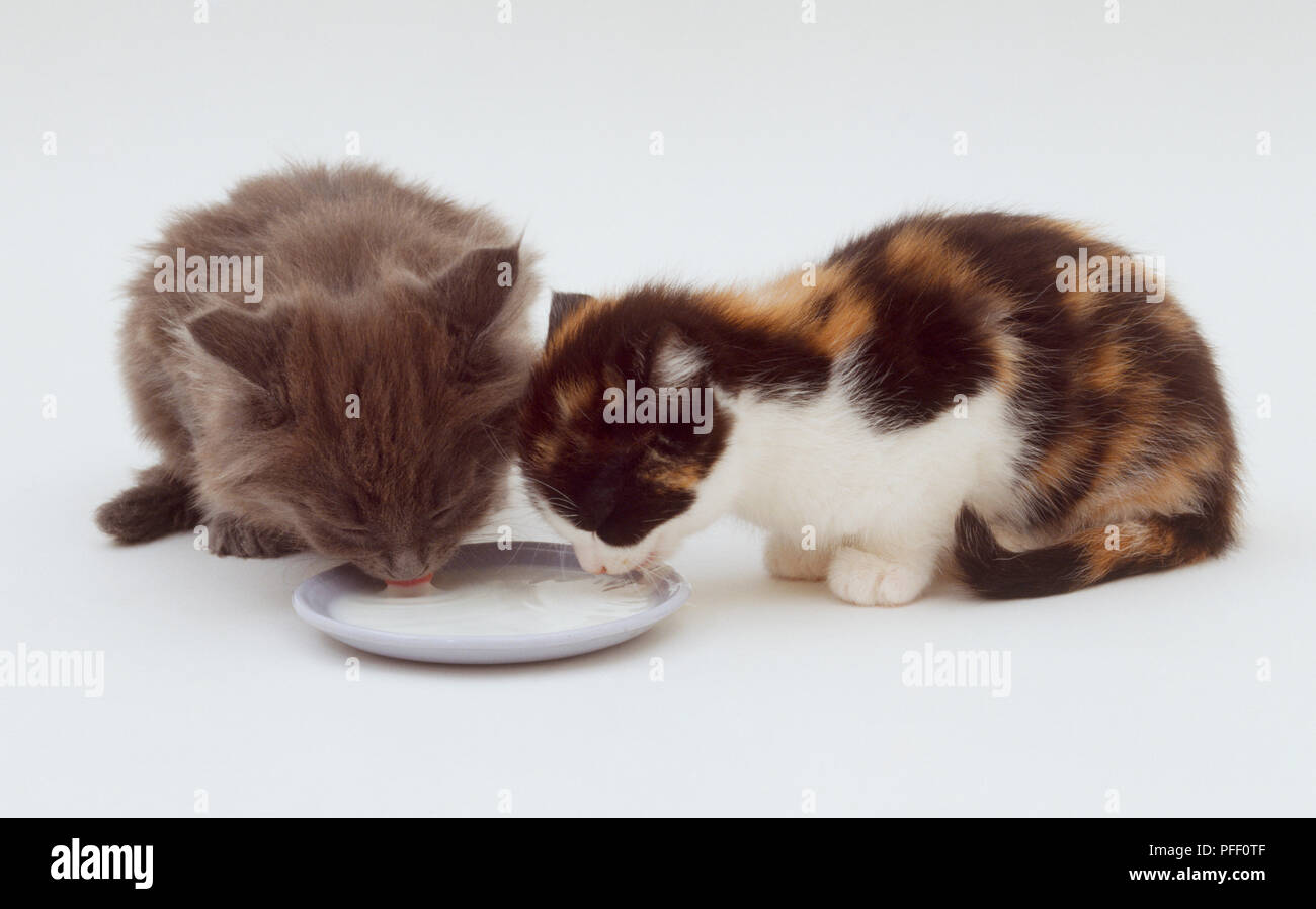 Deux chatons (Felis silvestris), l'une sombre, une carapace de tortue, le partage de lait maternel Banque D'Images