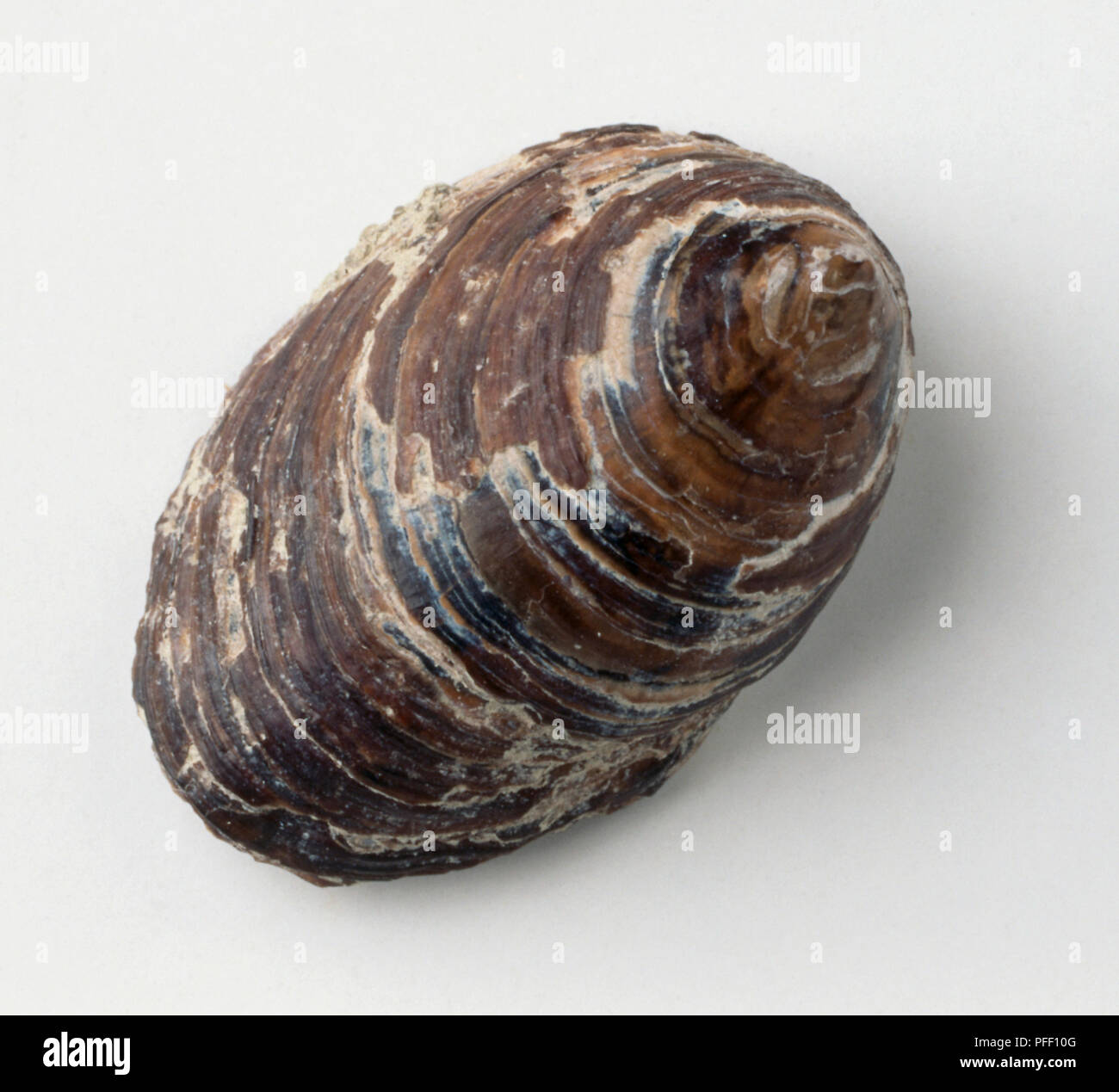Discinisca lugubris, coquille fossilisée Banque D'Images