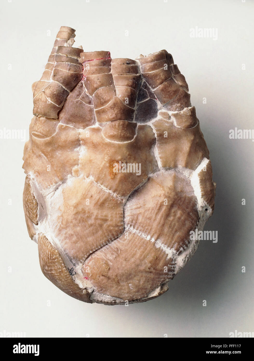 Tasse de Lily mer fossilisés (Marsupites testudinarius) Banque D'Images