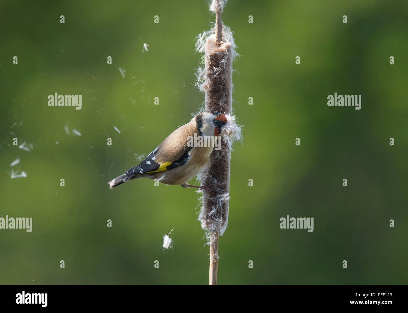 Chardonneret, Carduelis carduelis, la collecte de matériel de nidification de scirpe, lancashire, UK Banque D'Images