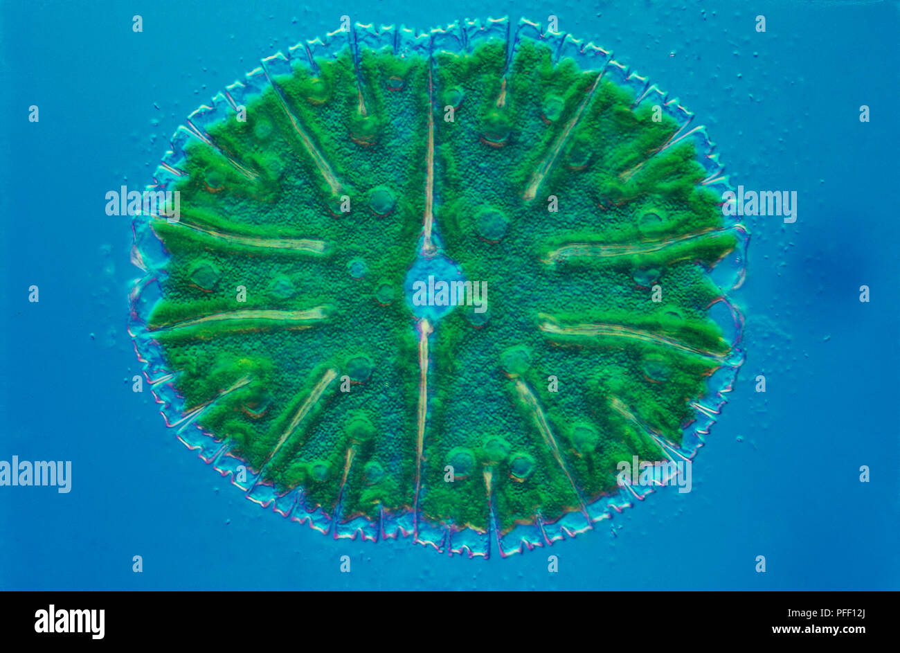 Microphotographie de desmid Micrasterias sp., d'une algue verte Banque D'Images