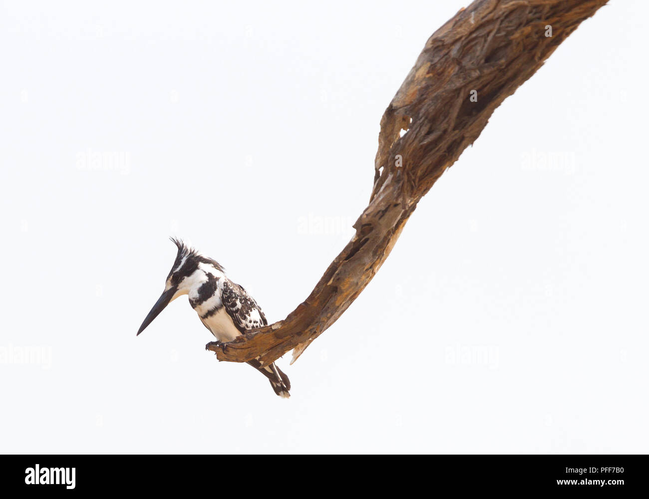 Pied Kingfisher assis dans un arbre surplombant ses aires de chasse, la Namibie Banque D'Images