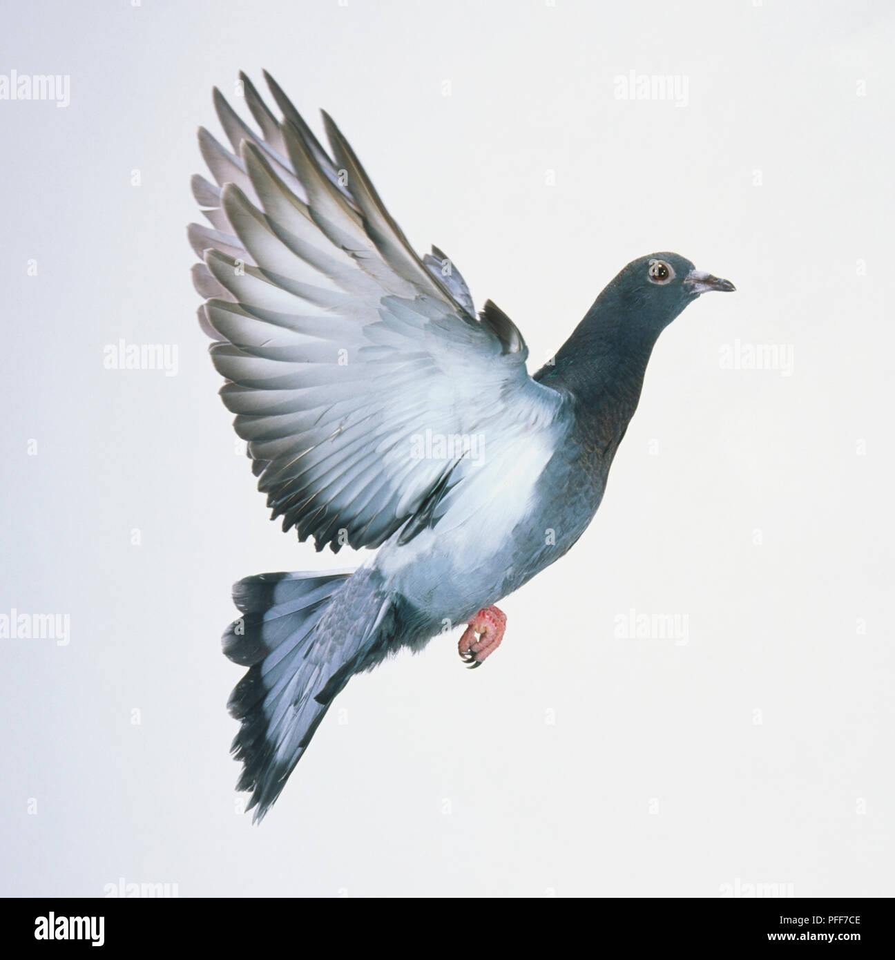 Un pigeon domestique (Columba livia) en vol, vue de côté Banque D'Images