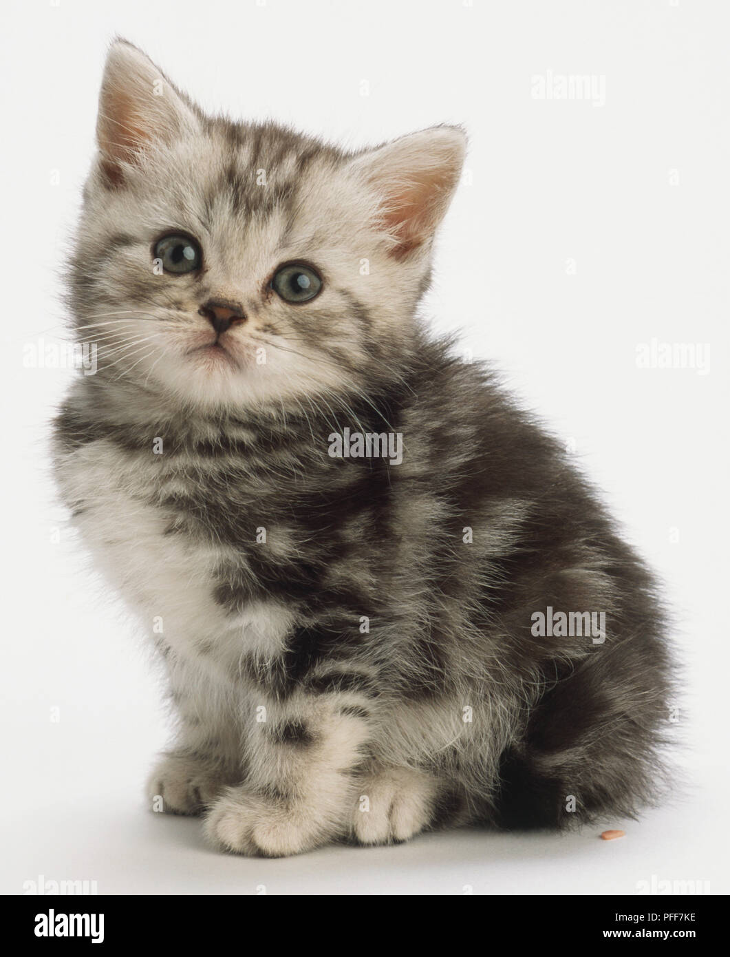 Chaton gris avec des marques tabby et yeux bleus, assis, pelage gris, moelleux, le corps de profil, visage tourné vers la caméra, regarder directement la caméra. Banque D'Images