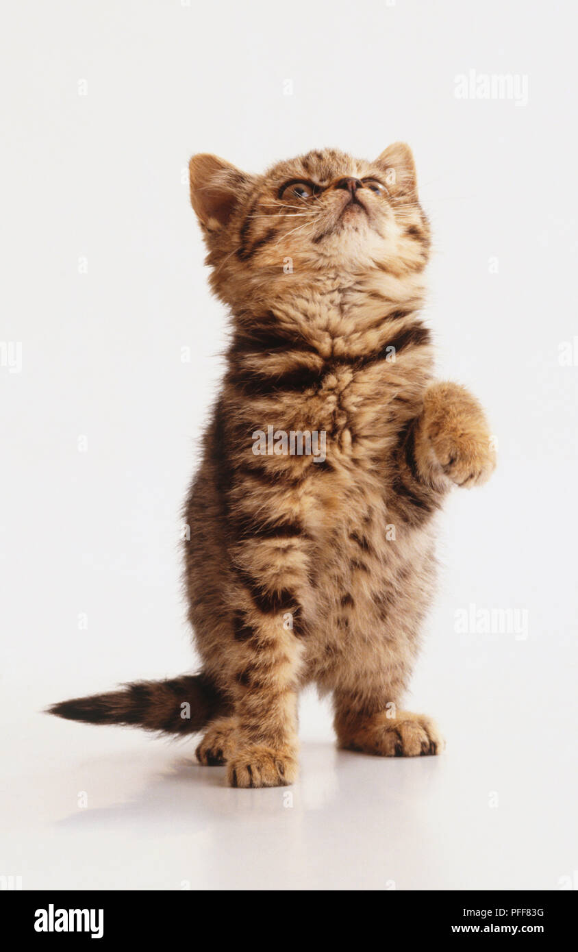 Tabby kitten, felis catus catus, jusqu'à en la soulevant et en l'une de ses pattes avant, vue de face. Banque D'Images