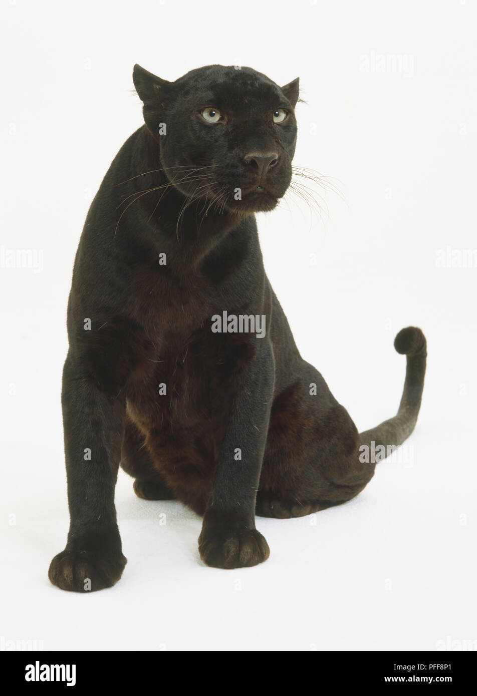 Panthère noire (Panthera pardus), assis Banque D'Images