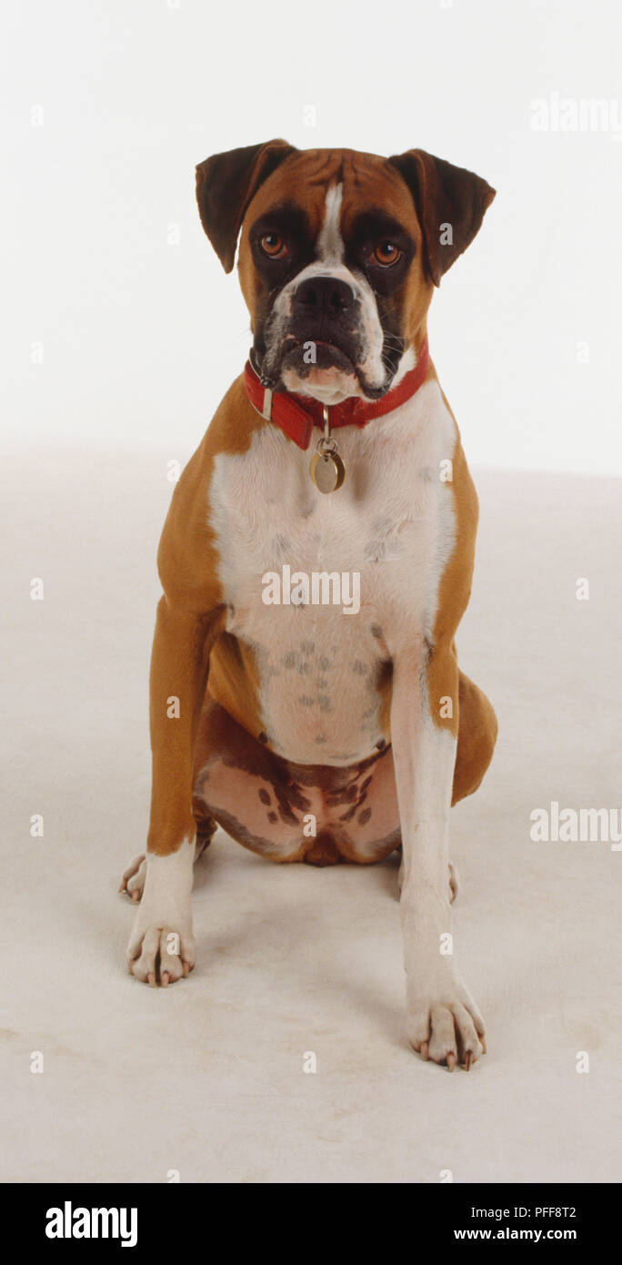 Un chien boxer assis avec une poitrine blanche, marron oreilles, un nez retroussé et d'épaisses lèvres tombantes. Banque D'Images