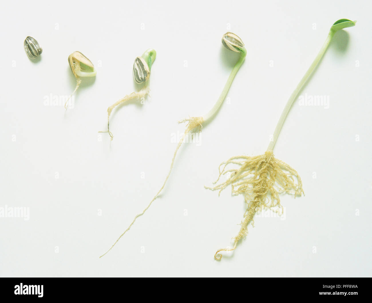 Helianthus sp., la germination des graines de tournesol une plantule de